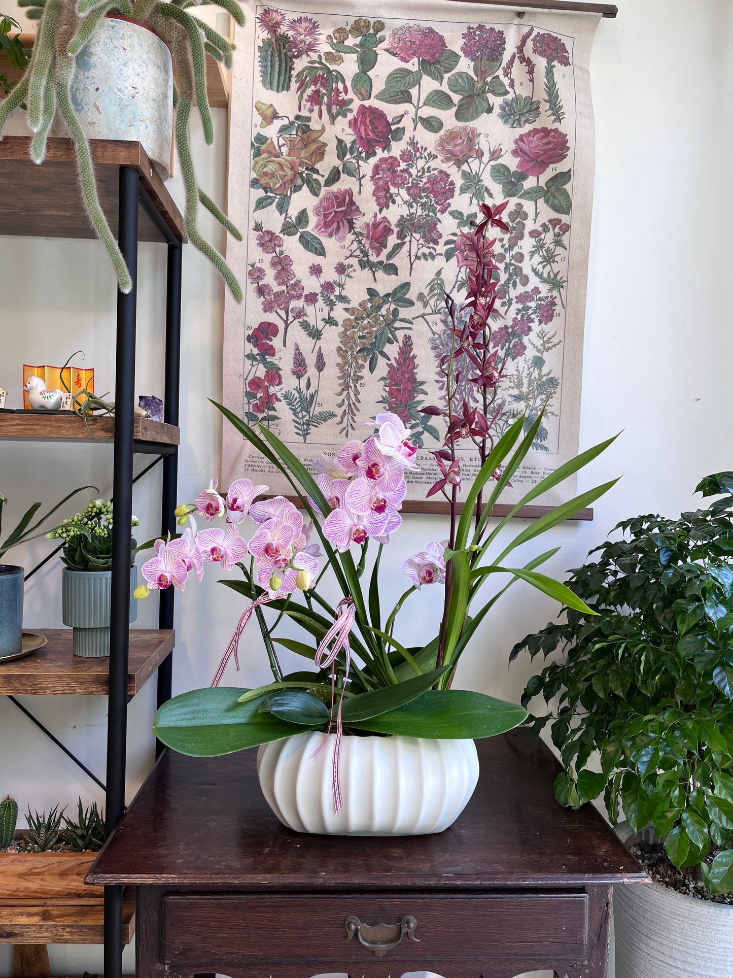 蘭影初綻|蝴蝶蘭花禮盆栽(淡粉)