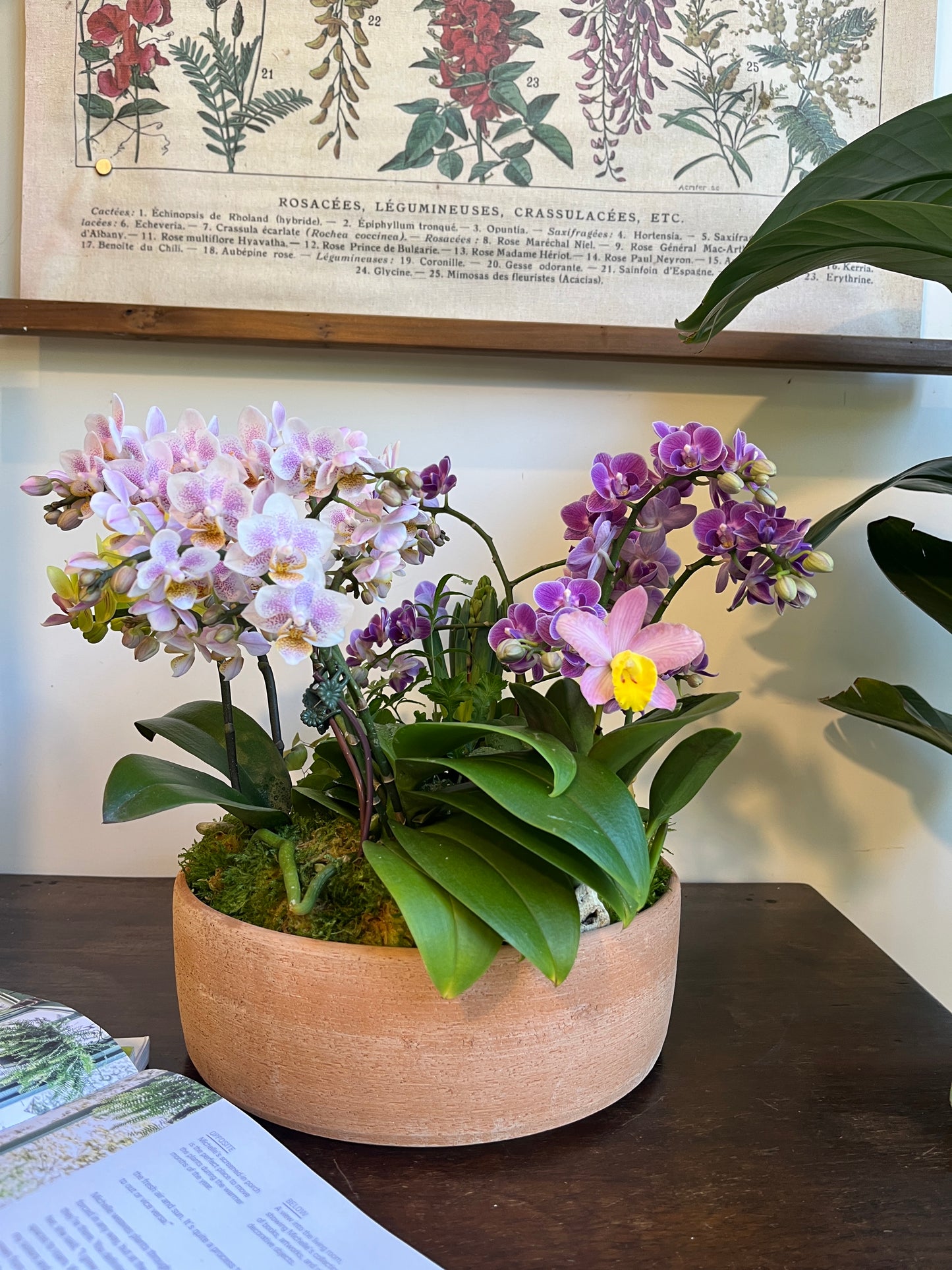 花園盛開|蝴蝶蘭花禮盆栽