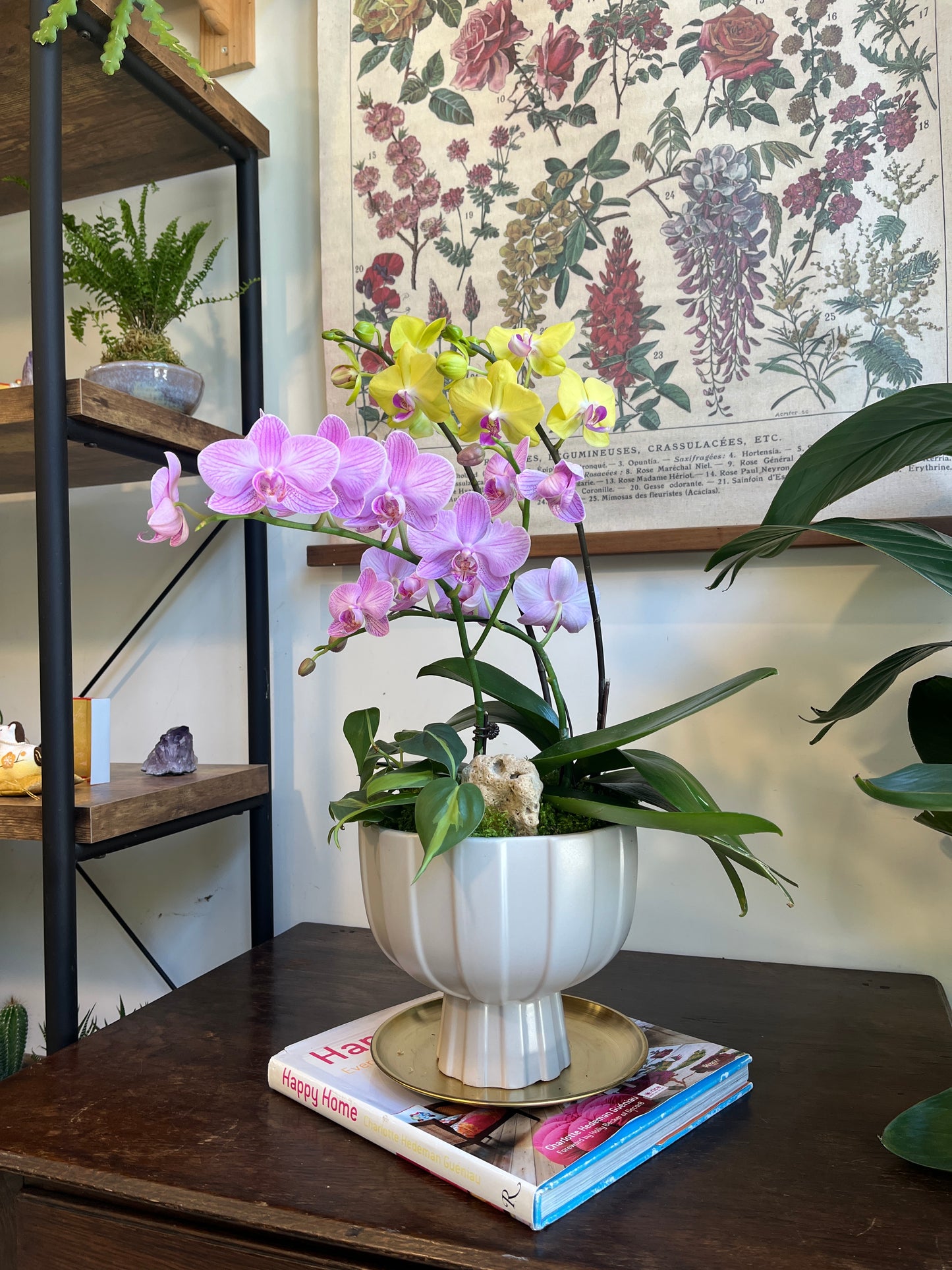 繽紛蘭園|蝴蝶蘭花禮盆栽