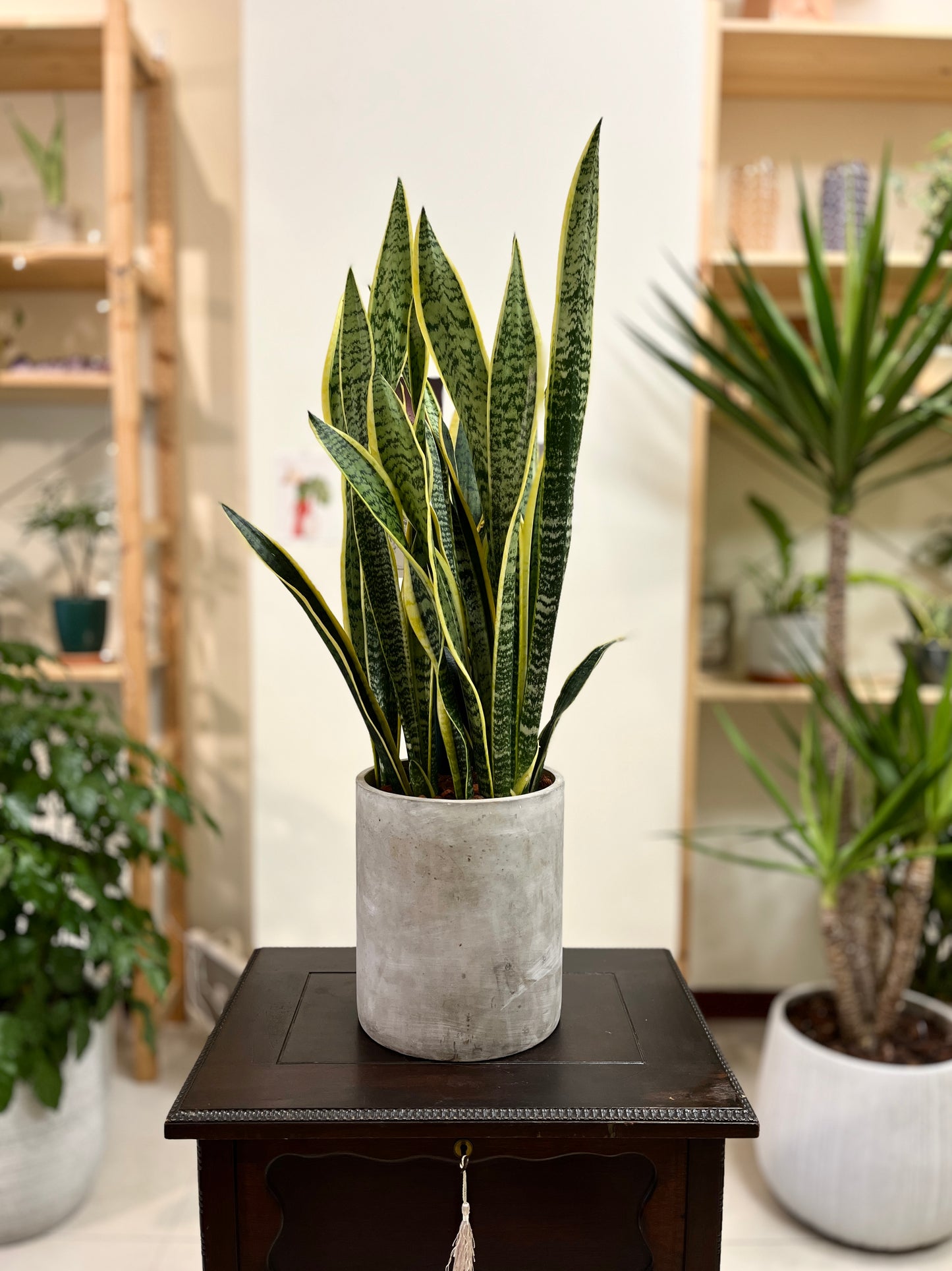 虎尾蘭水泥盆_好照顧第一名室內植物