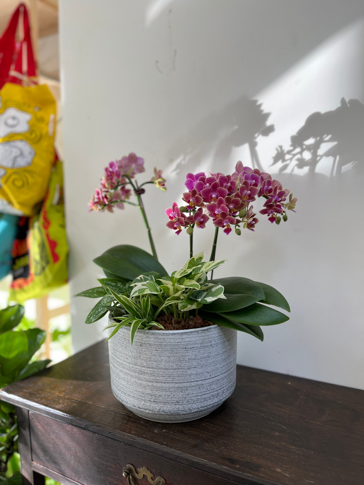 中型蘭花花禮—秀麗蘭花組合盆栽(灰盆)