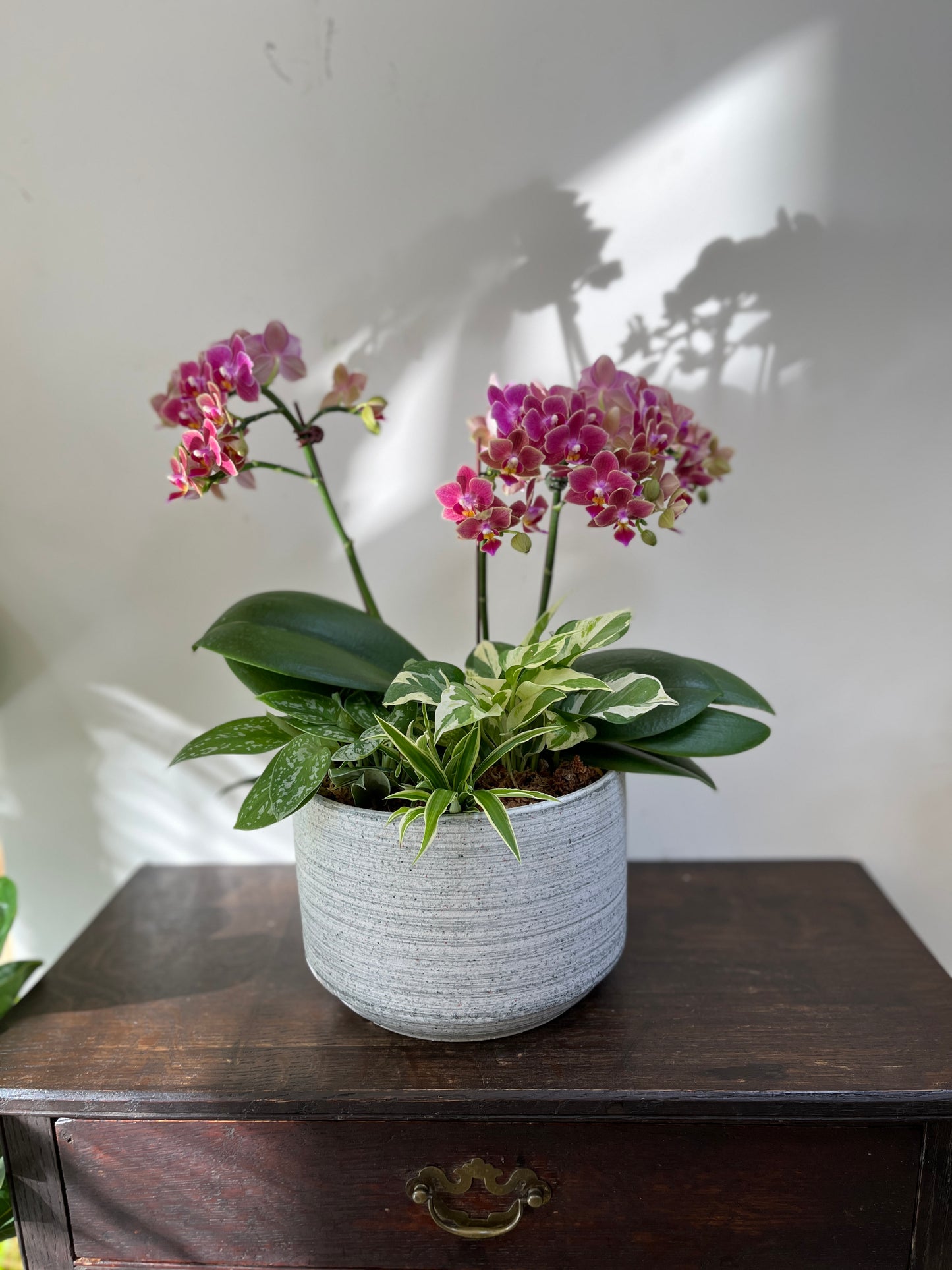 中型蘭花花禮—秀麗蘭花組合盆栽(灰盆)