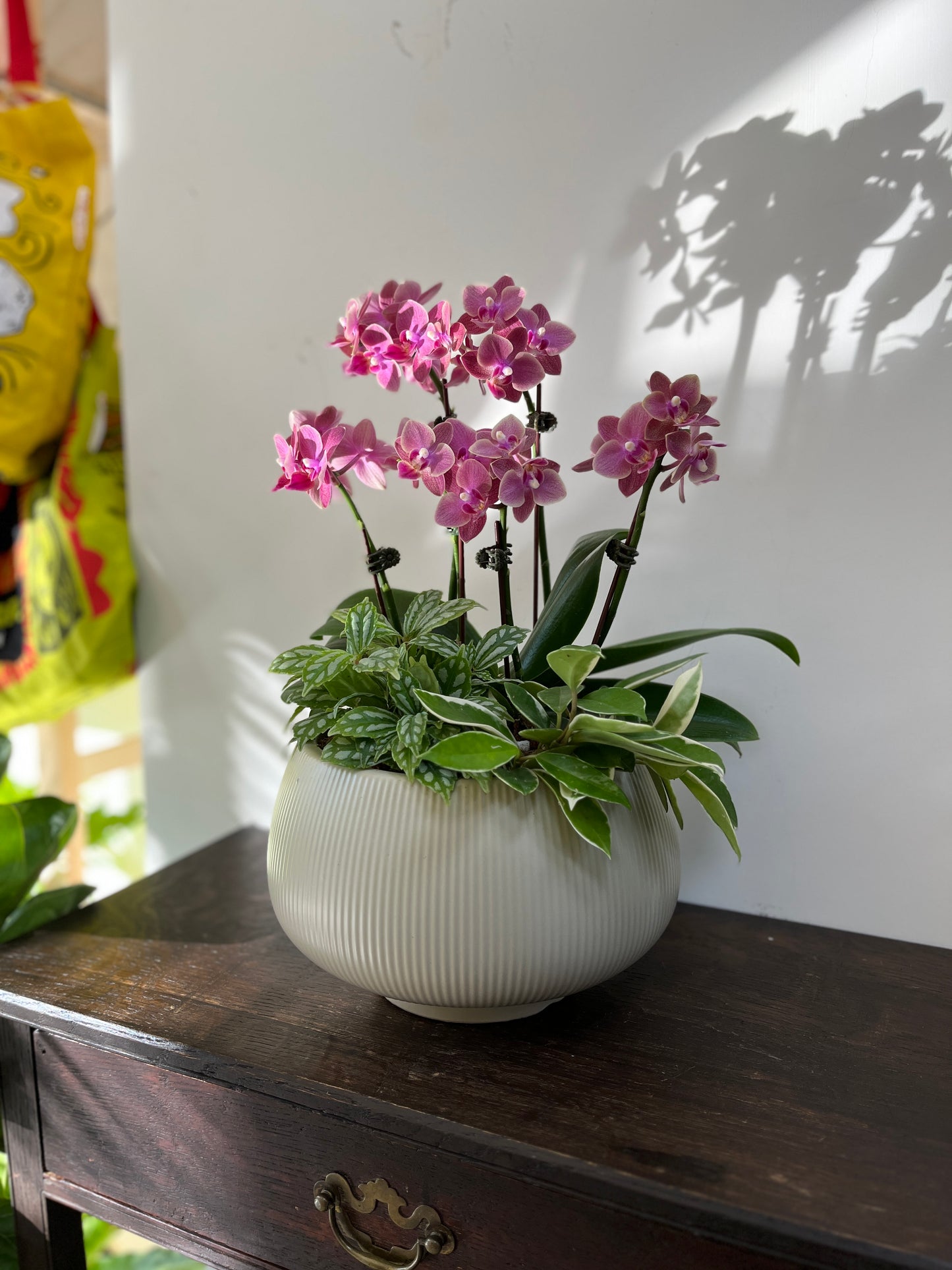 中型蘭花花禮—秀麗蘭花組合盆栽(胖胖圓盆)