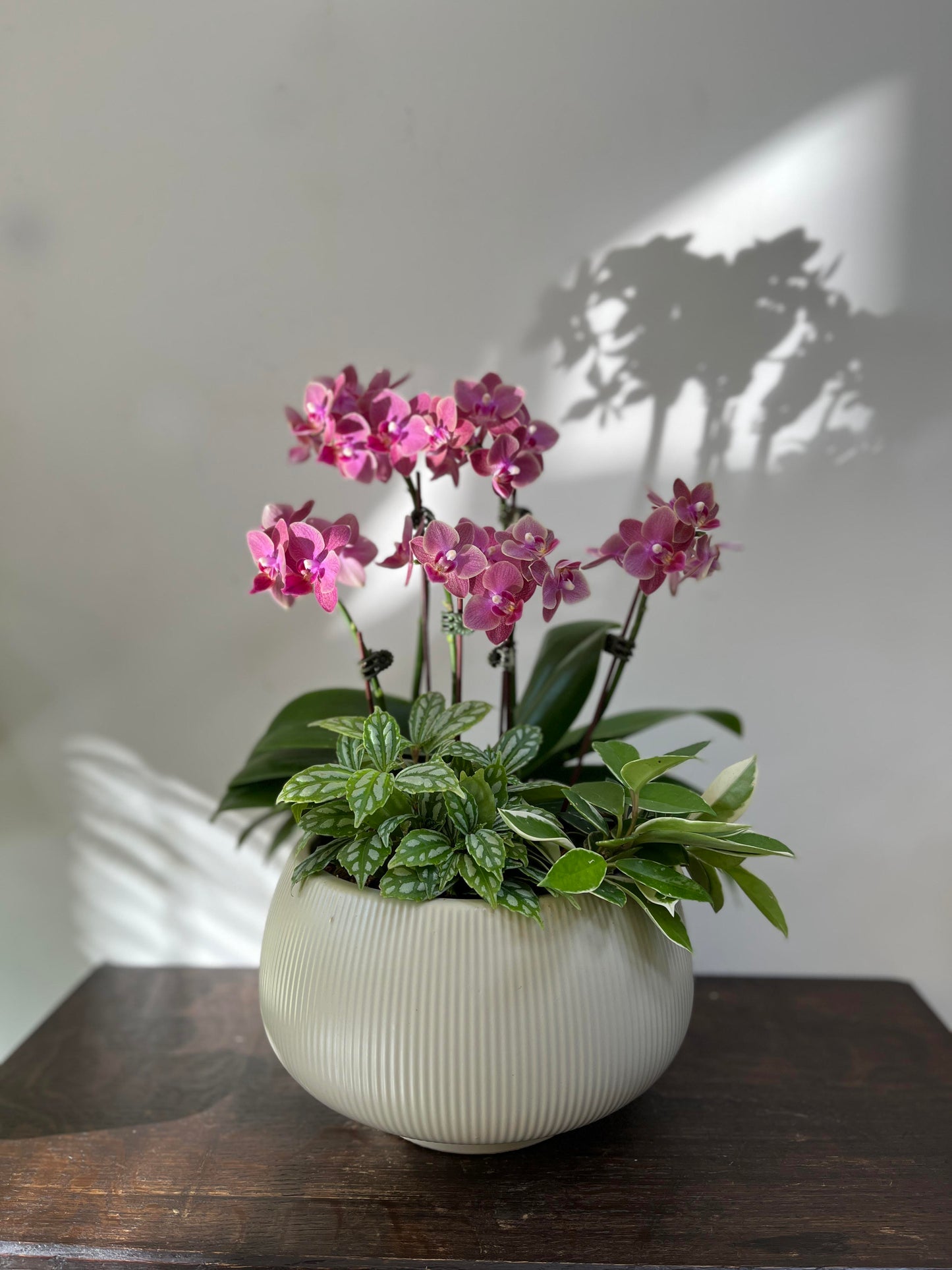 中型蘭花花禮—秀麗蘭花組合盆栽(胖胖圓盆)