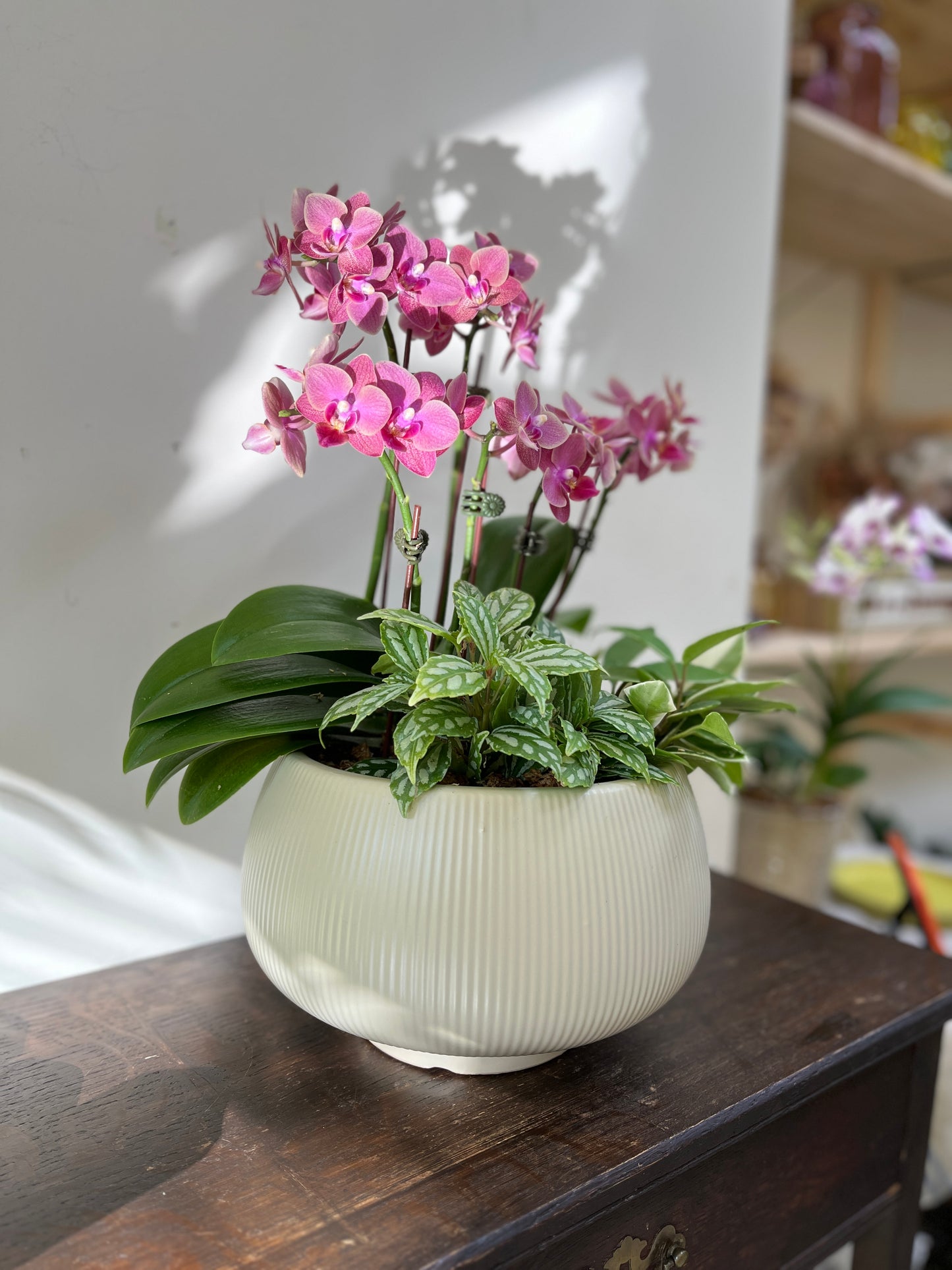 中型蘭花花禮—秀麗蘭花組合盆栽(胖胖圓盆)