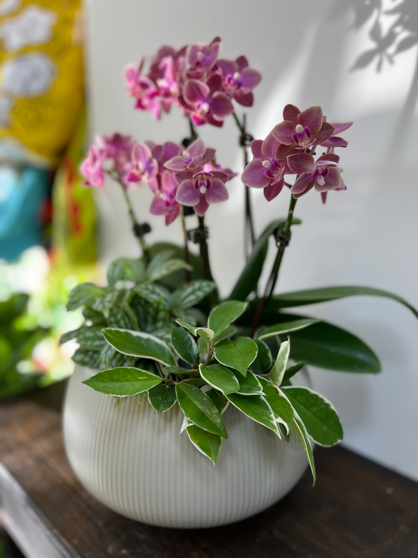 中型蘭花花禮—秀麗蘭花組合盆栽(胖胖圓盆)