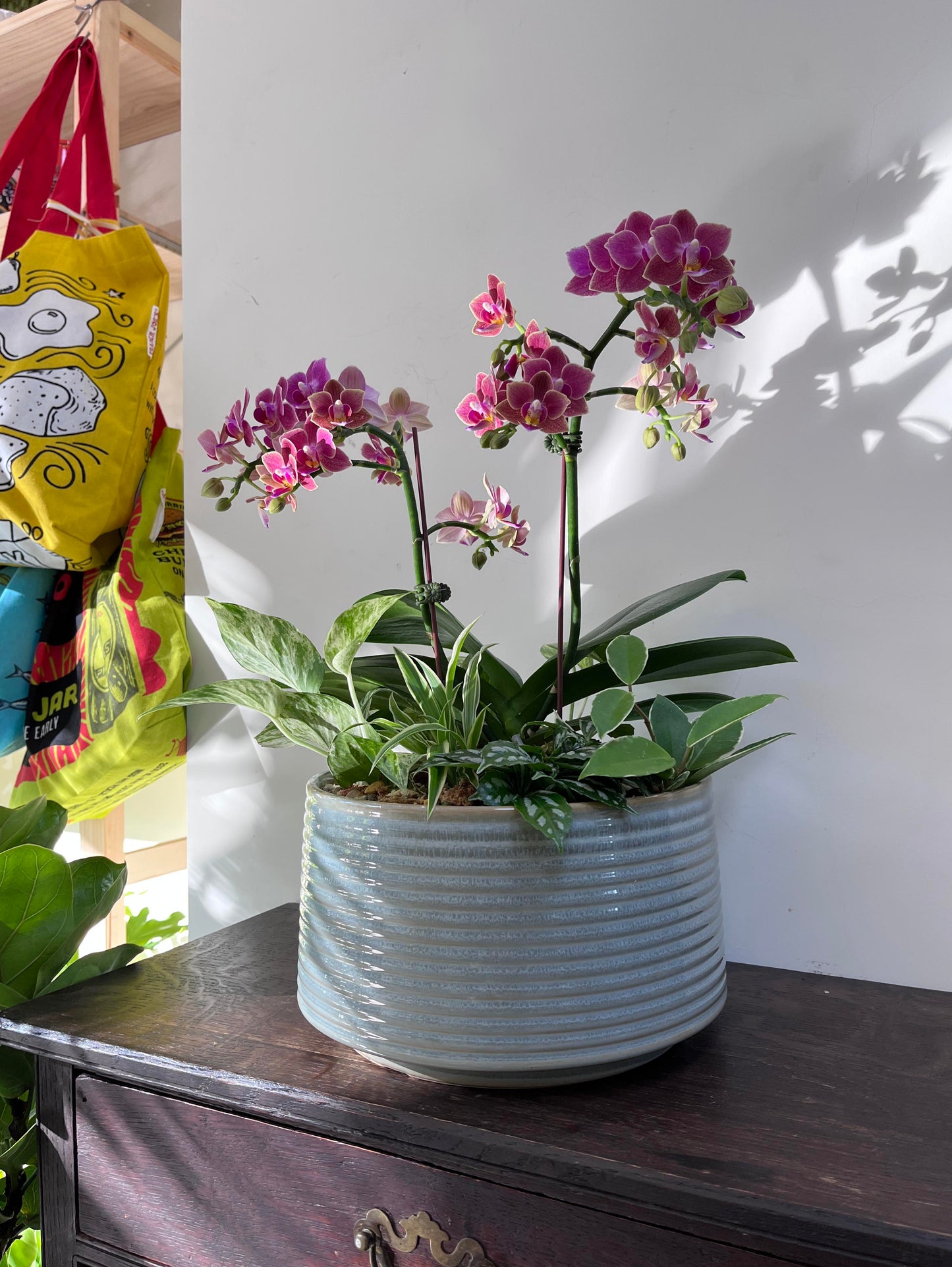 中大型蘭花花禮—秀麗蘭花組合盆栽(藍灰瓷盆)