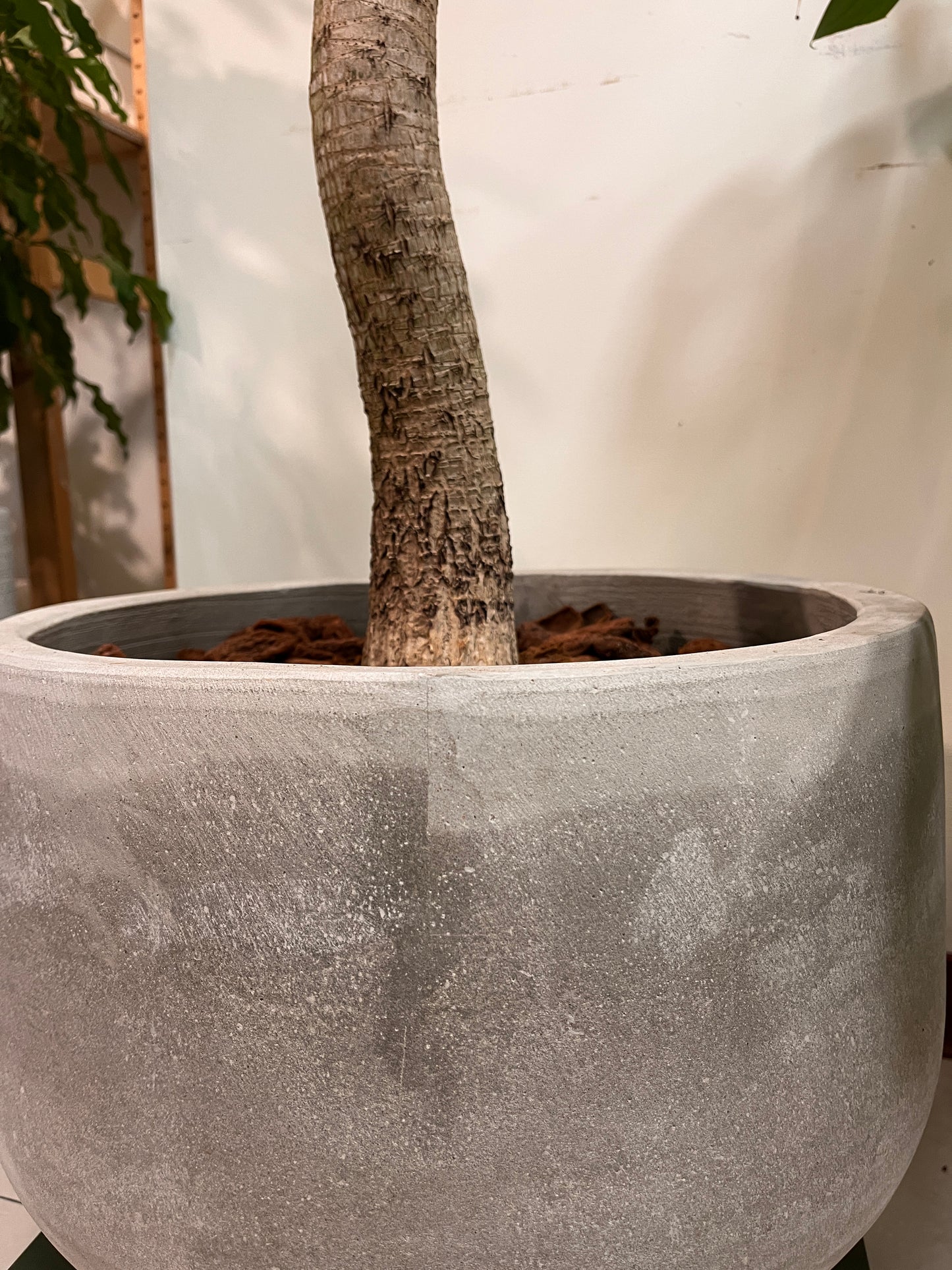 龍血樹_水泥盆,無分支