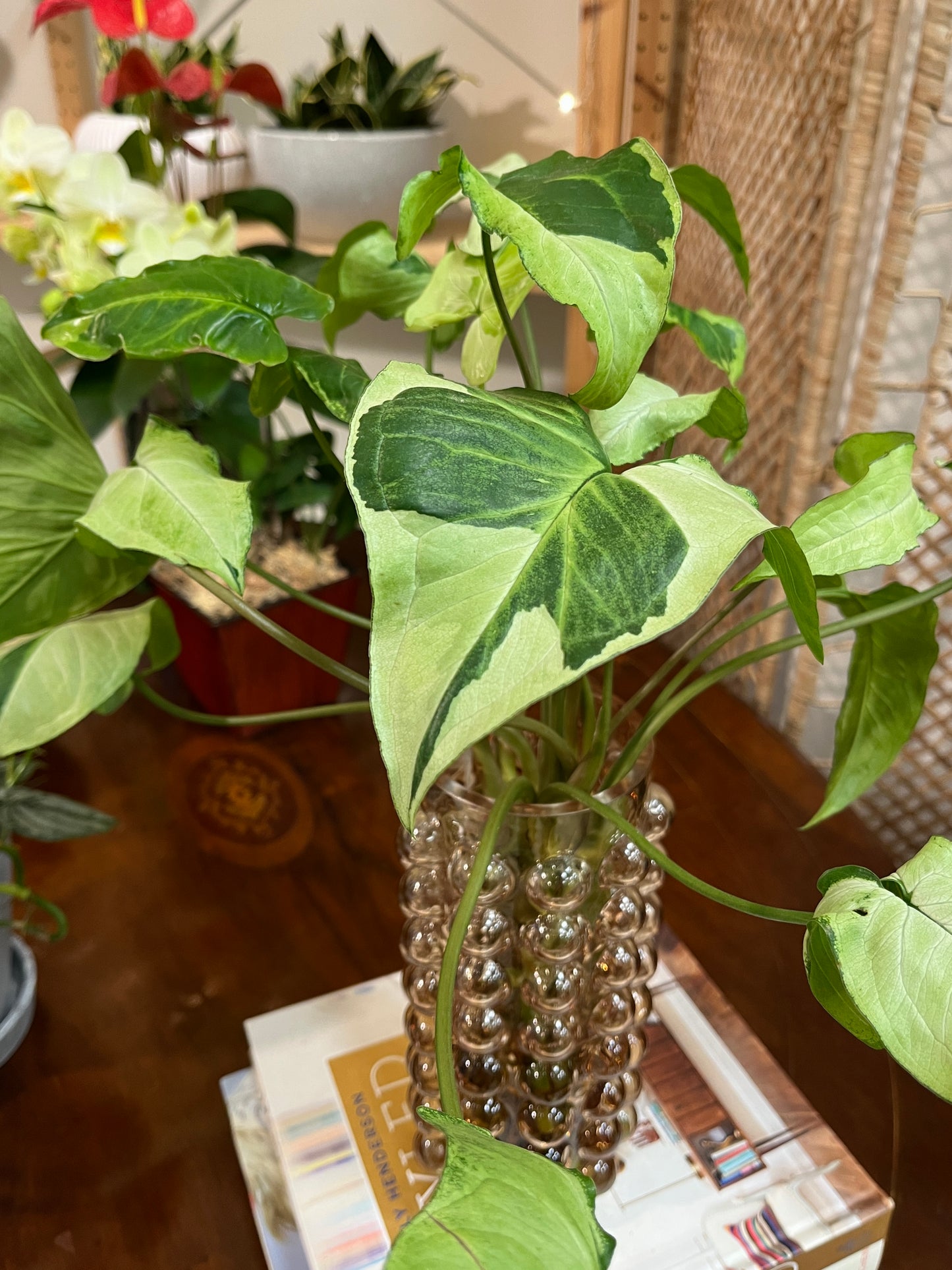 水耕合果芋_泡泡玻璃