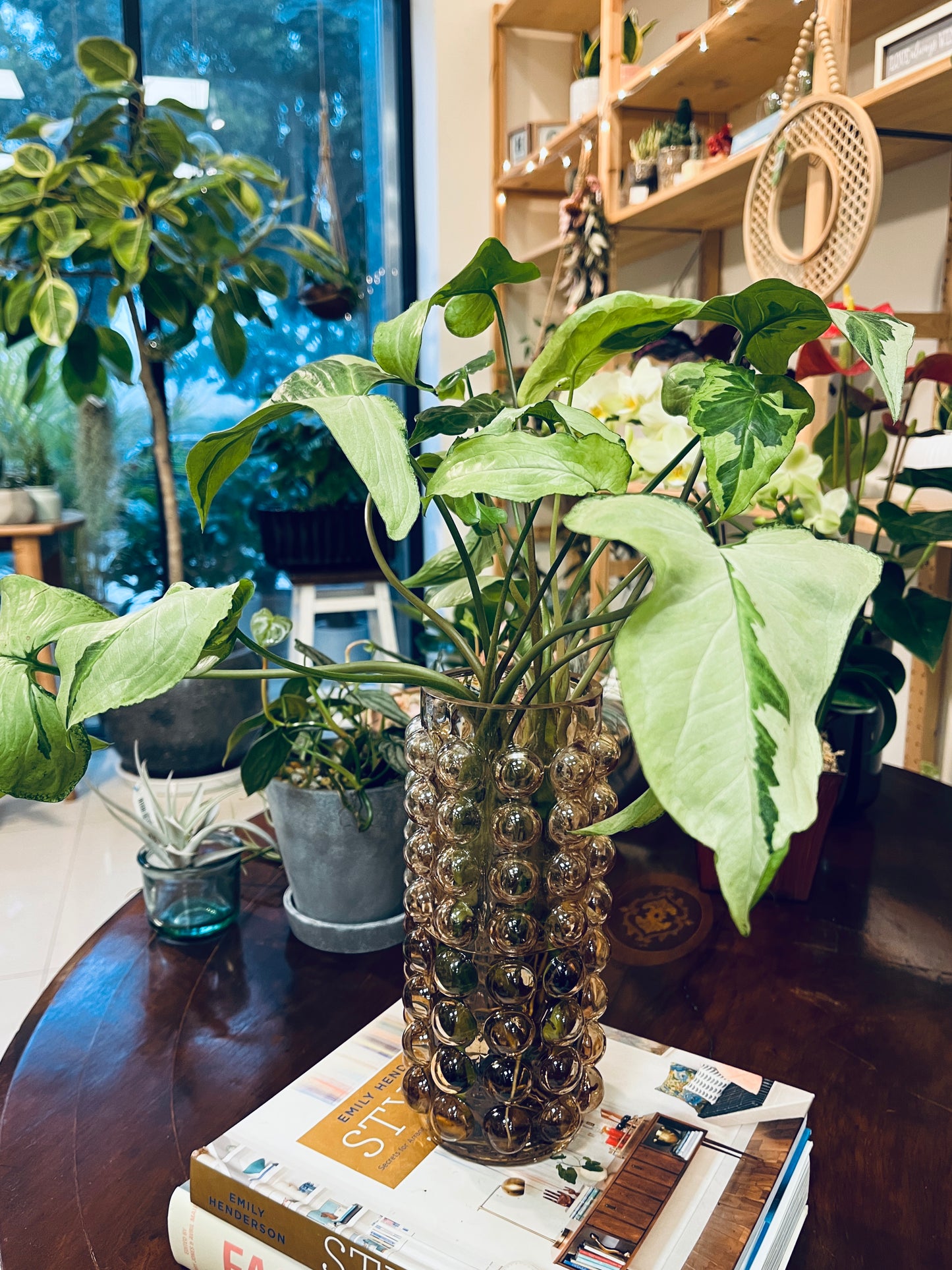 水耕合果芋_泡泡玻璃