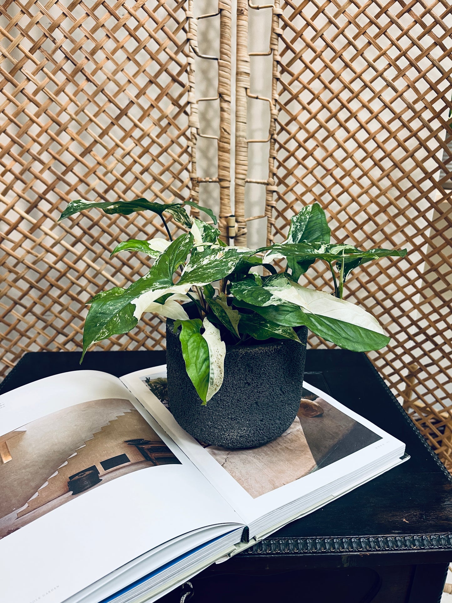 水耕斑葉合果芋_深灰水泥盆