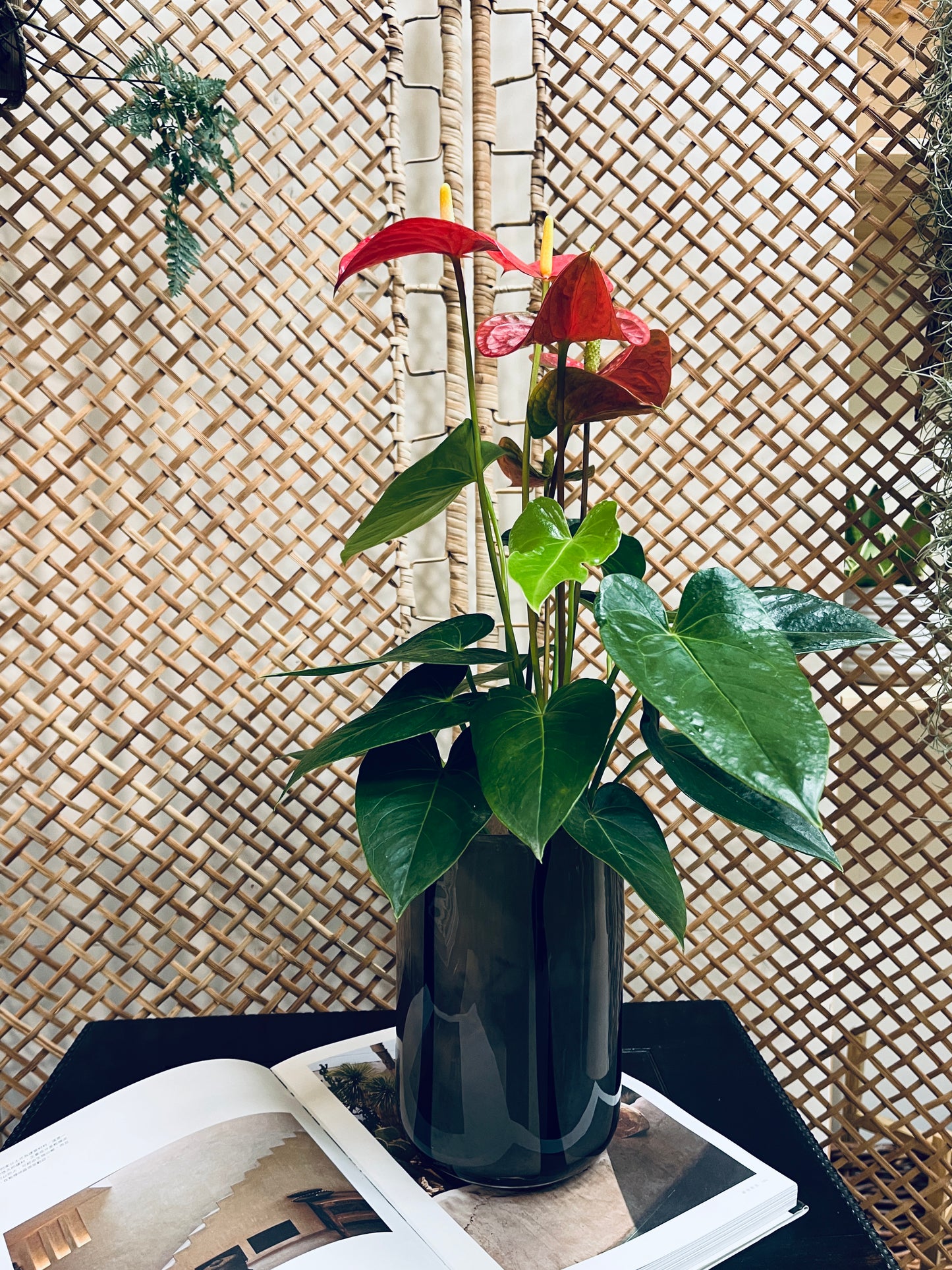 水耕火鶴_灰色條紋厚玻璃