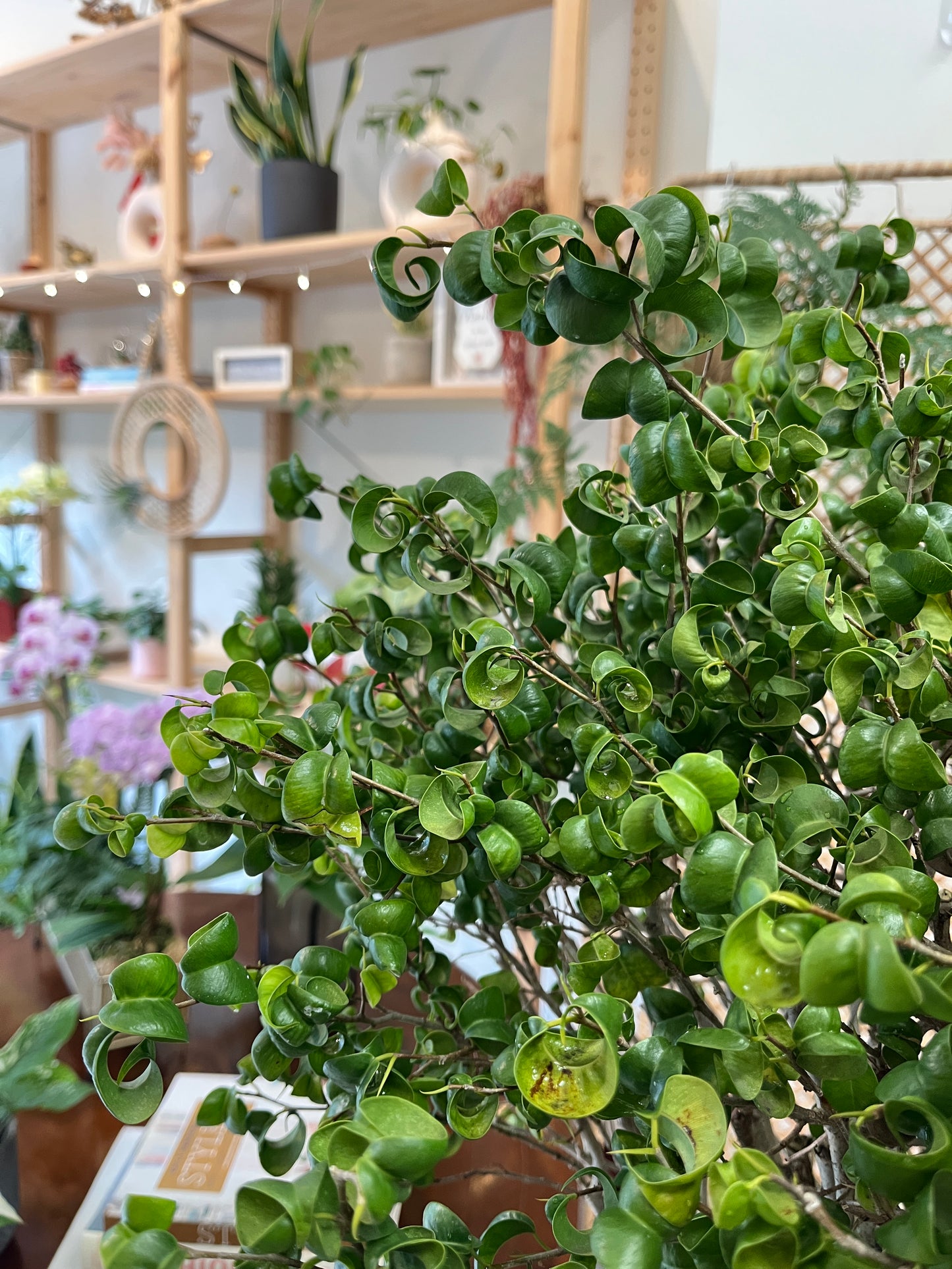 捲葉榕_黑色花崗岩花盆