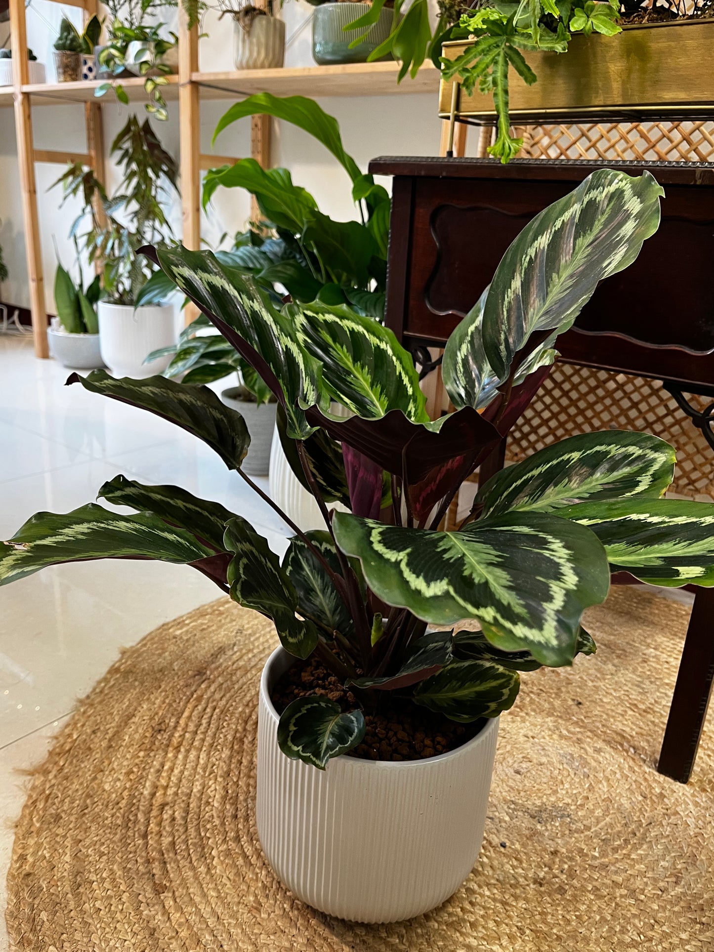 大孔雀竹芋_淺灰瓷盆