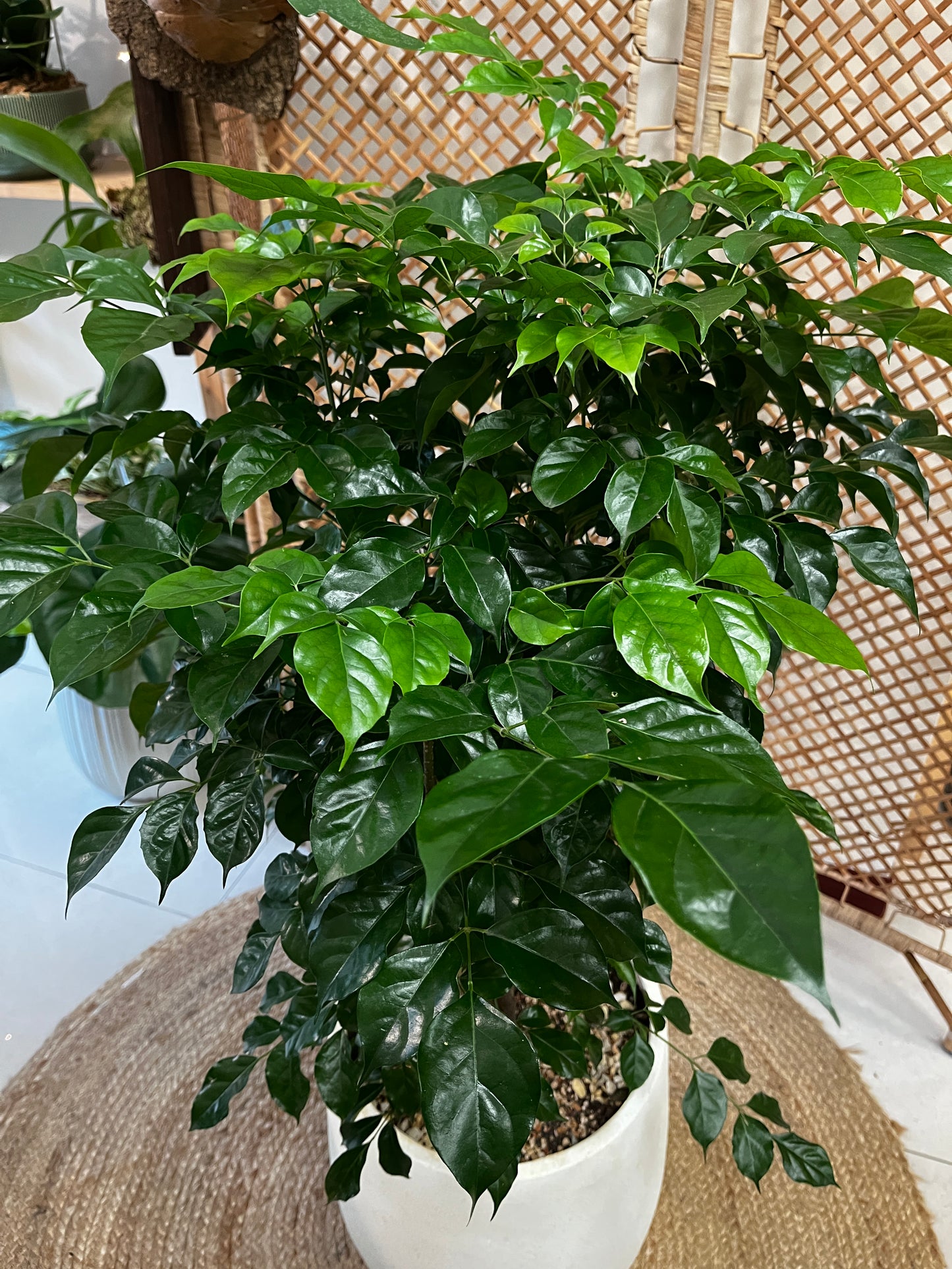 旺旺樹_水泥盆