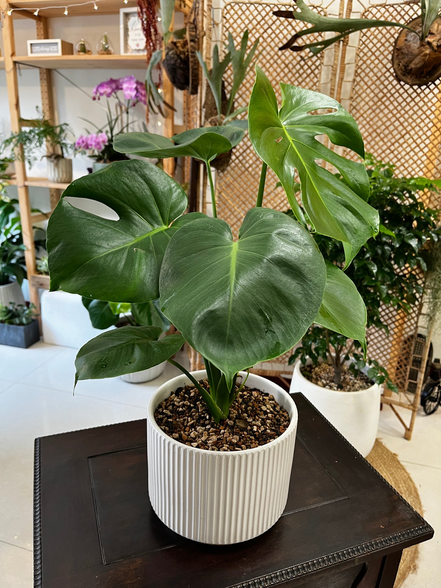 龜背芋_米白瓷盆