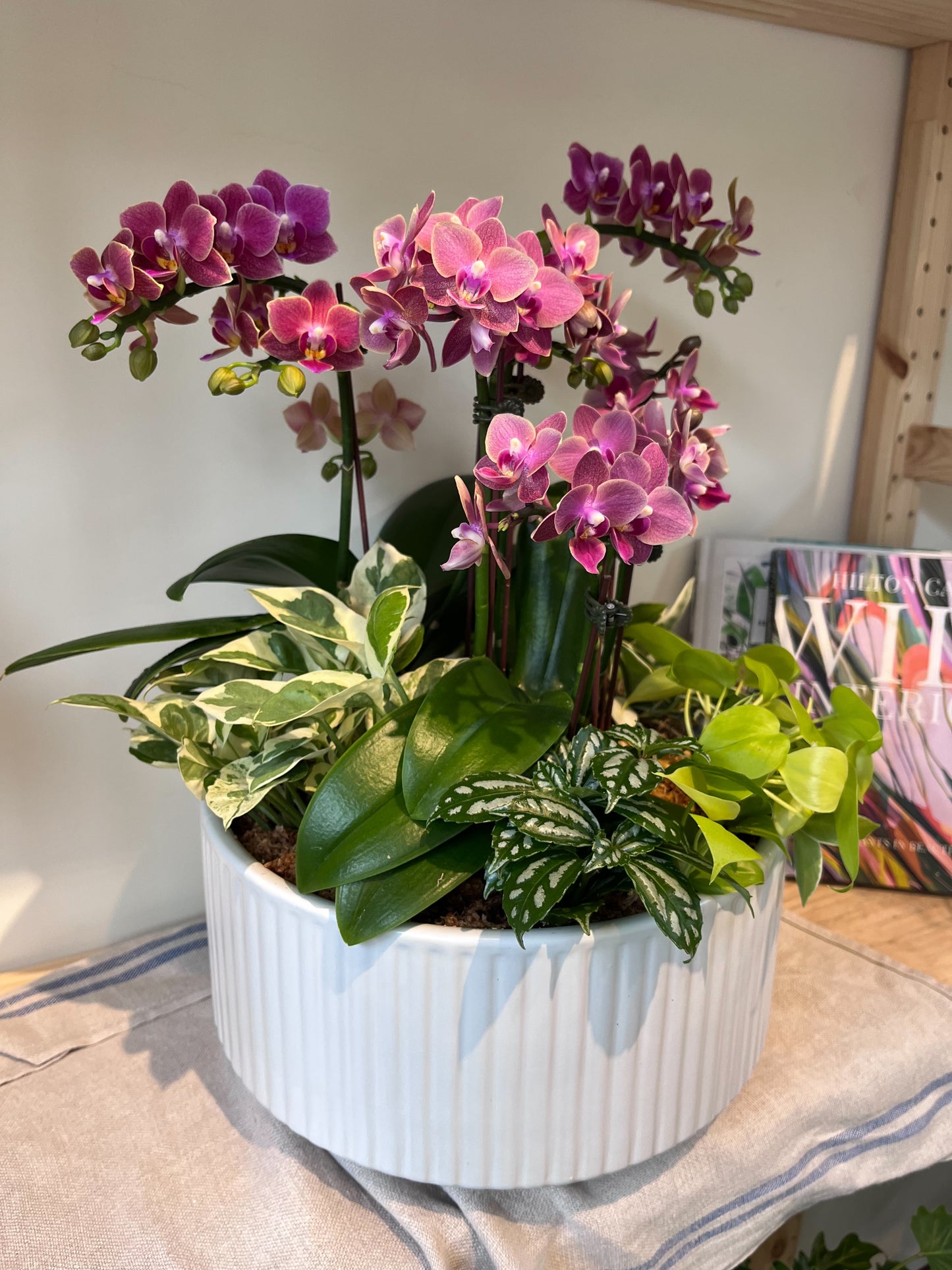 典雅蘭花花禮--蘭花組合盆栽(深粉/小花瓣)