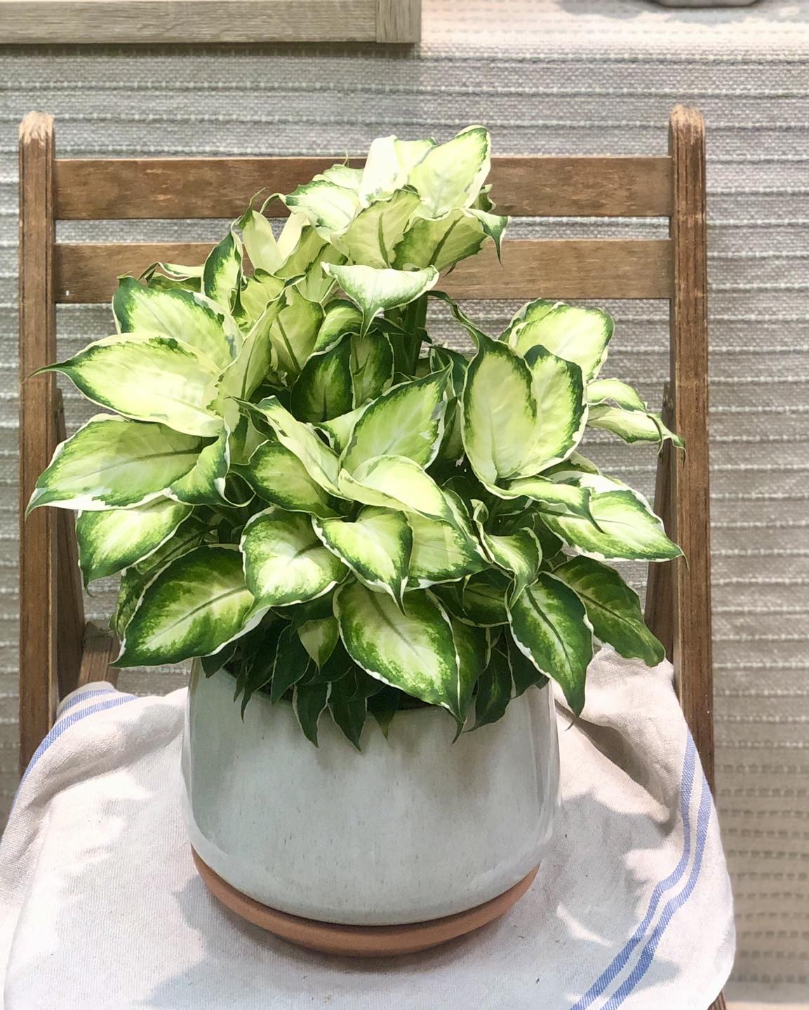 桌上型植栽