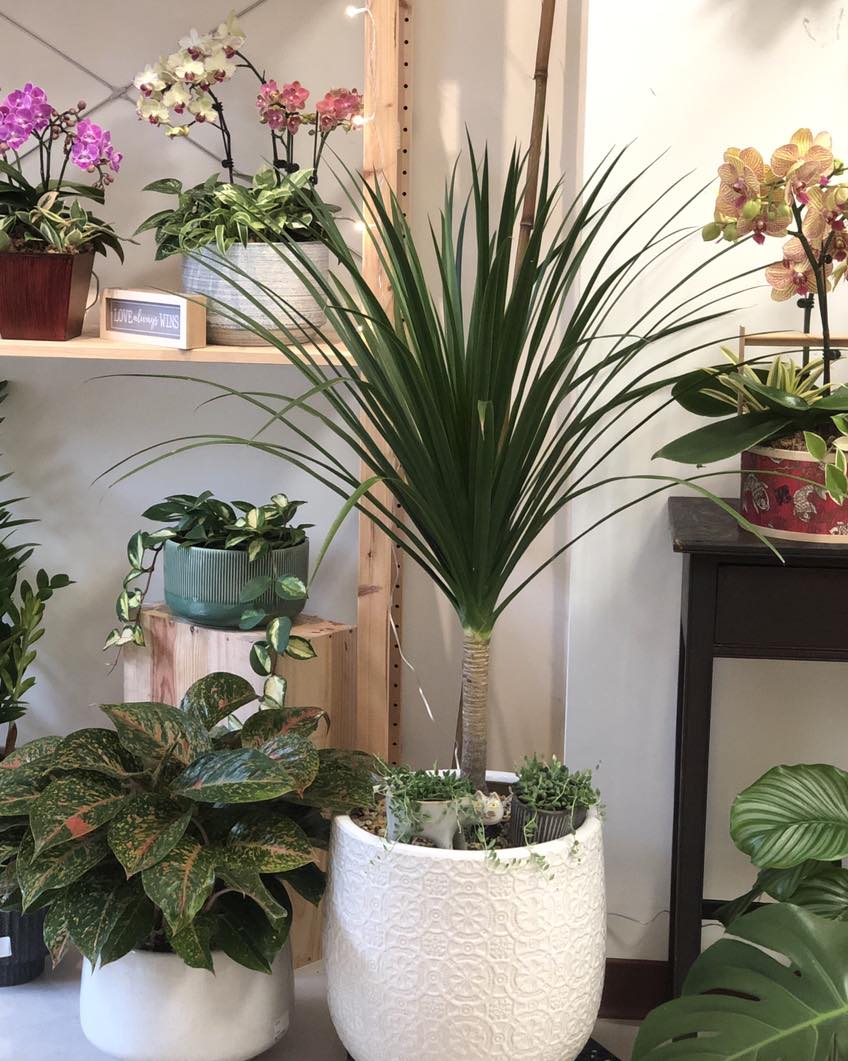 落地植栽