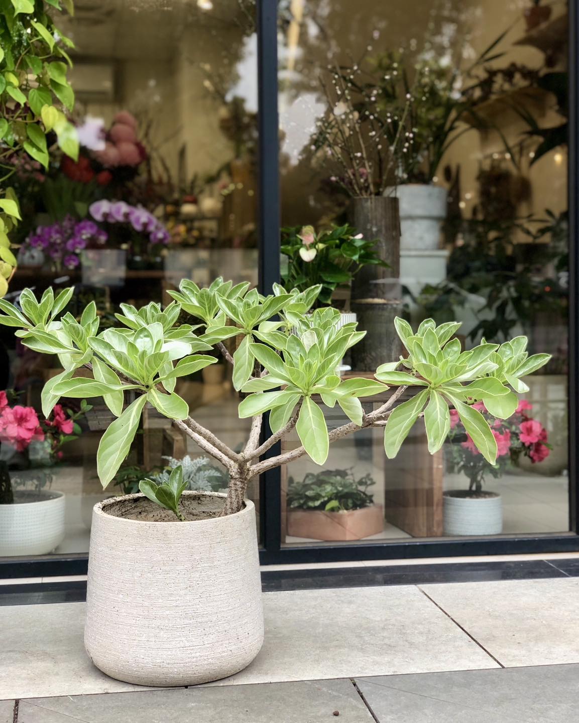 室外植物