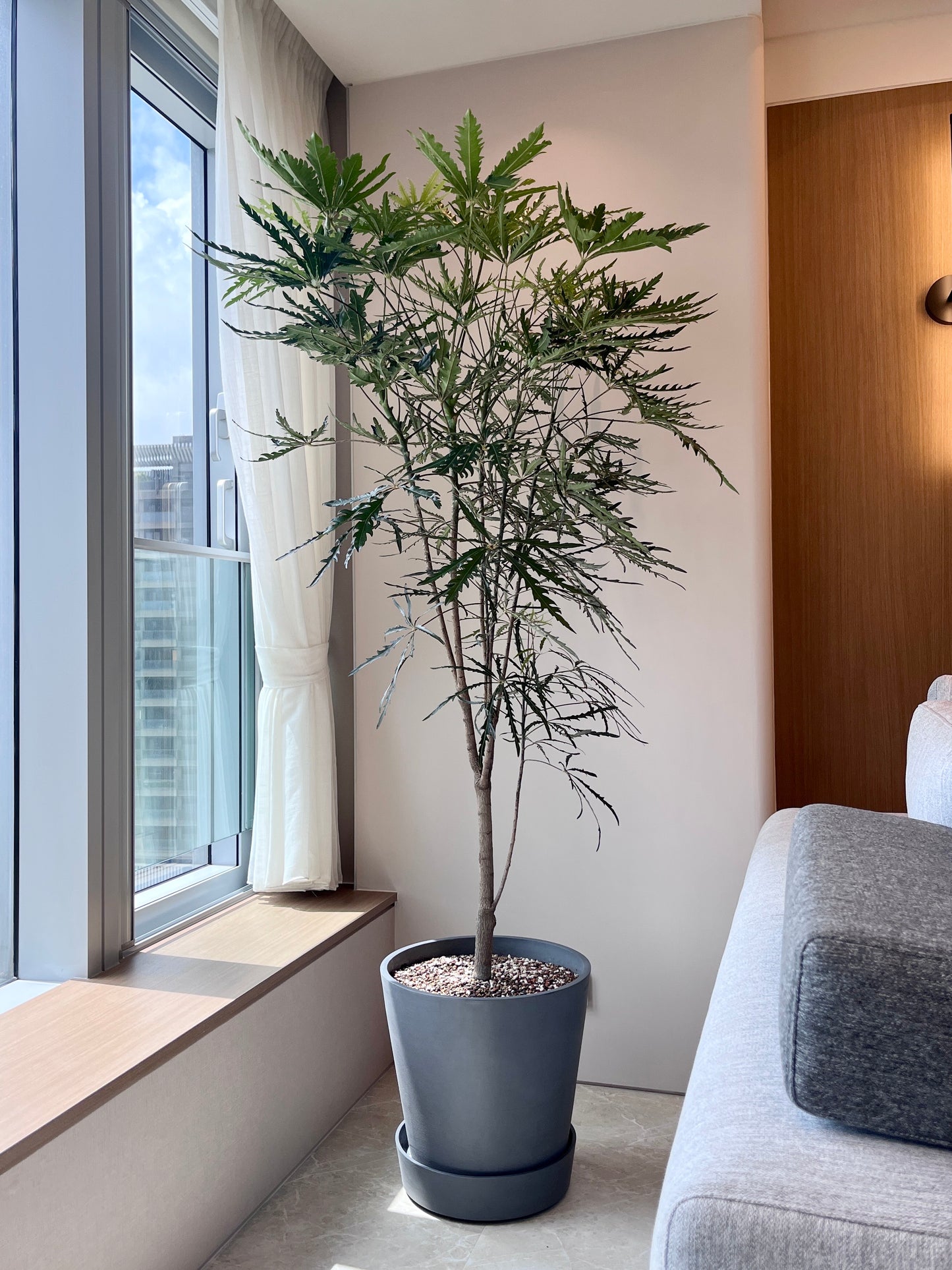 孔雀木｜大型室內植栽・比利時Ecopots環保盆＋滾輪底盤（林口/龜山含運）
