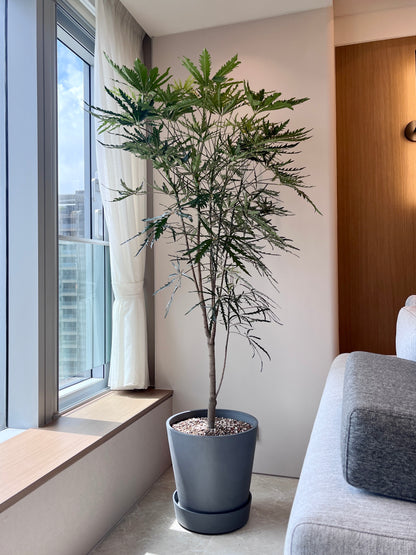 孔雀木｜大型室內植栽・比利時Ecopots環保盆＋滾輪底盤（林口/龜山含運）