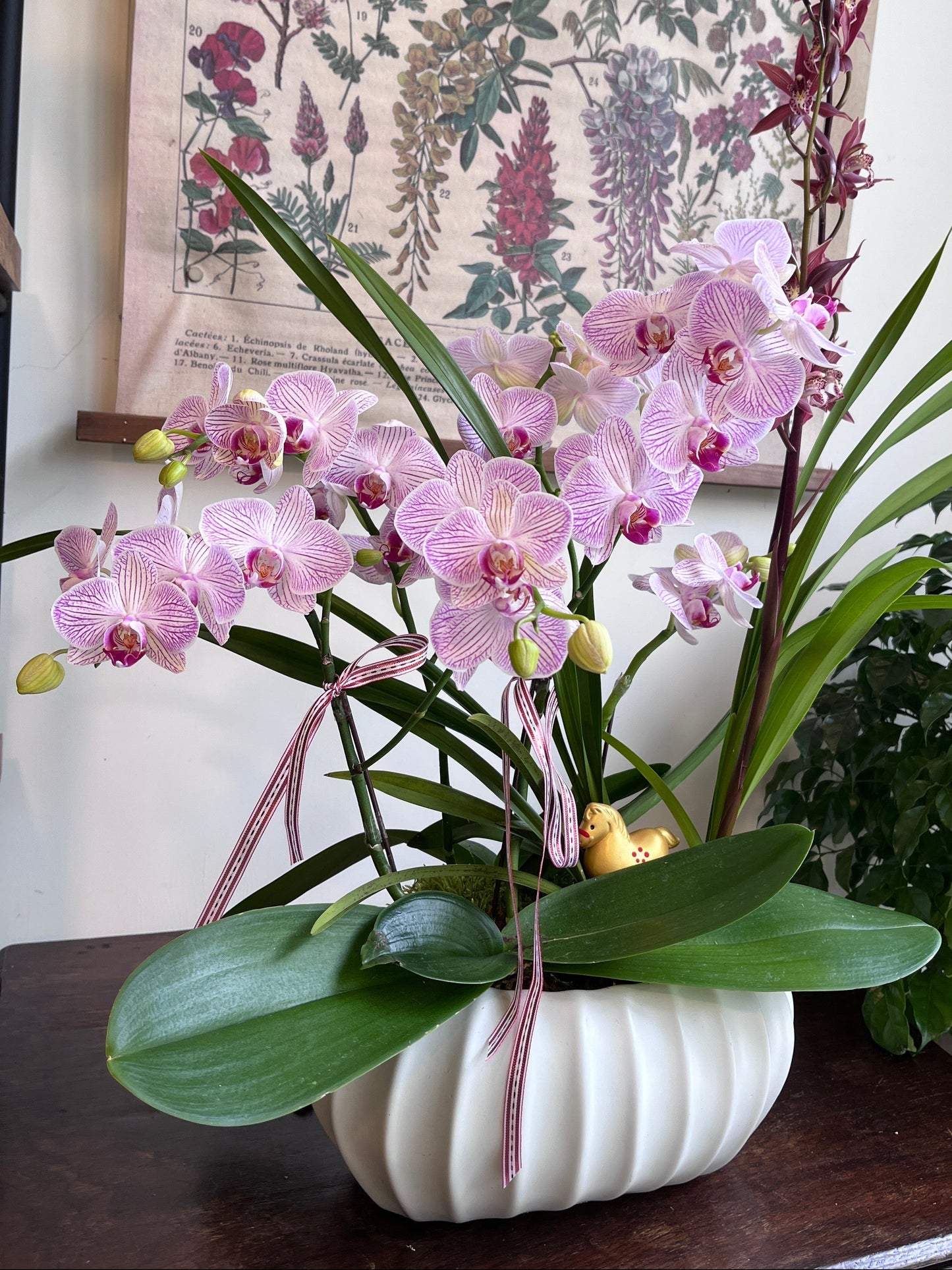 蘭影初綻｜蝴蝶蘭花禮盆栽（淡粉）