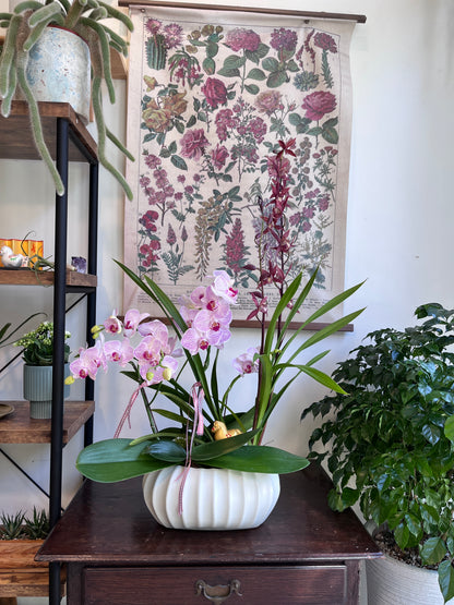 蘭影初綻｜蝴蝶蘭花禮盆栽（淡粉）