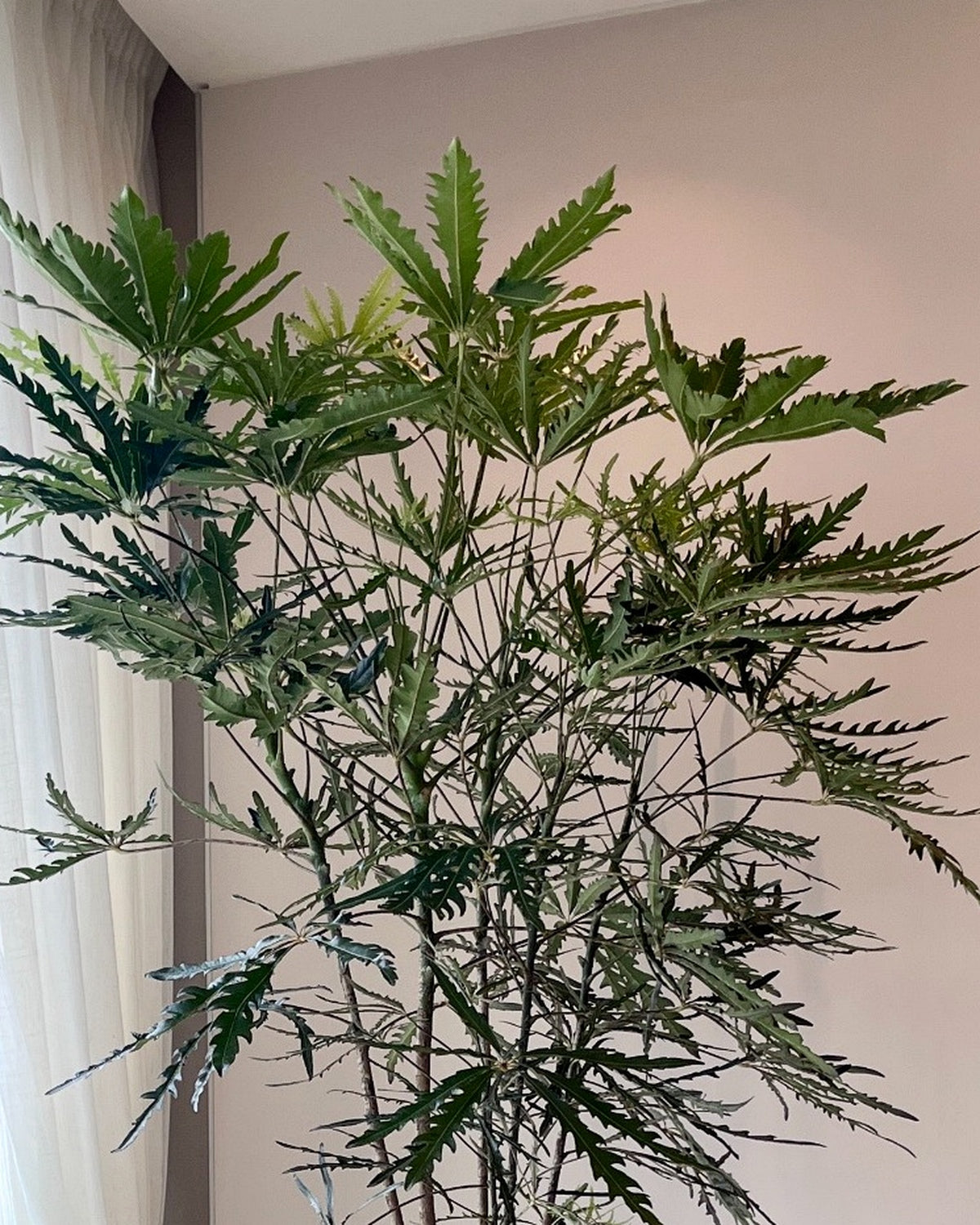 孔雀木｜大型室內植栽・比利時Ecopots環保盆＋滾輪底盤（林口/龜山含運）