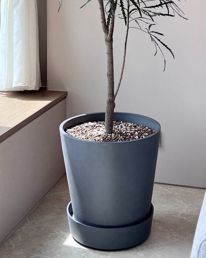 孔雀木｜大型室內植栽・比利時Ecopots環保盆＋滾輪底盤（林口/龜山含運）