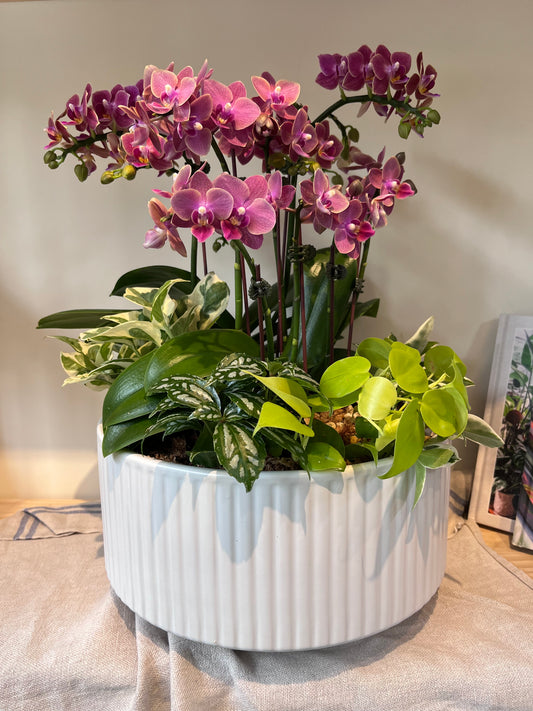 典雅蘭花花禮--蘭花組合盆栽(深粉/小花瓣)