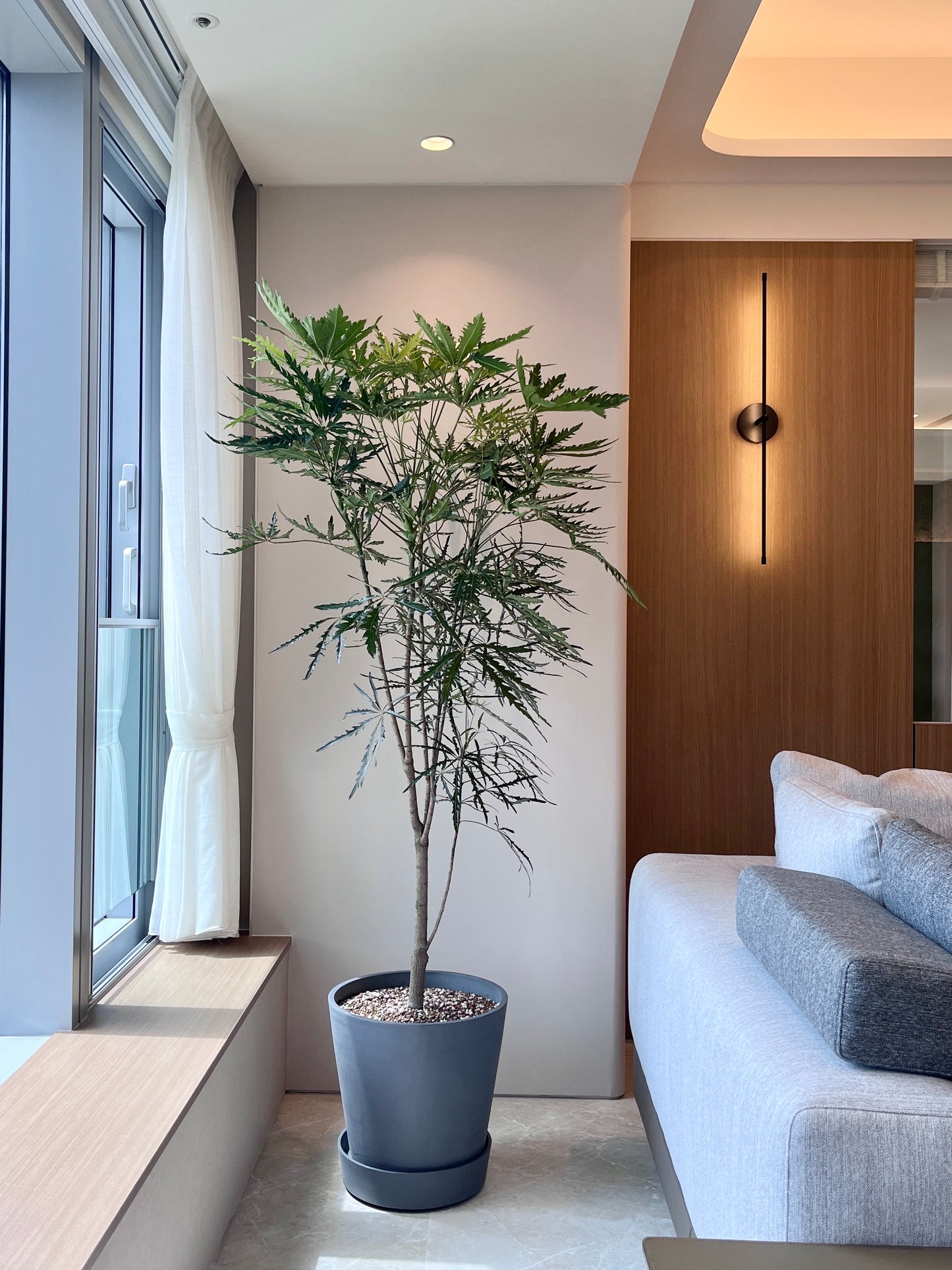 孔雀木｜大型室內植栽・比利時Ecopots環保盆＋滾輪底盤（林口/龜山含運）