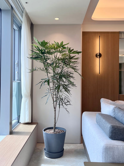 孔雀木｜大型室內植栽・比利時Ecopots環保盆＋滾輪底盤（林口/龜山含運）