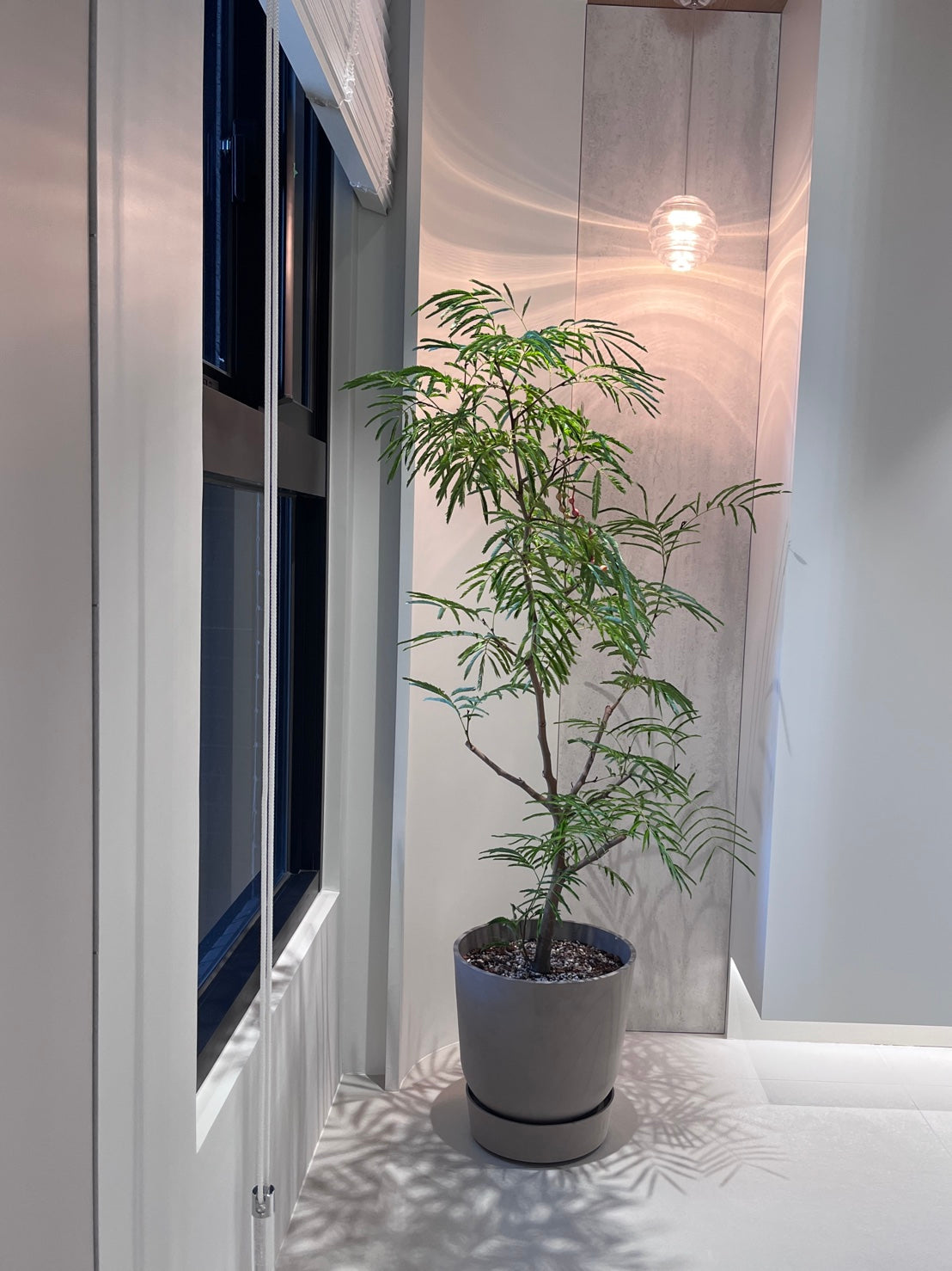 小豆樹(150-160公分)｜落地室內植栽・比利時Ecopots環保盆＋滾輪底盤（林口/龜山含運）
