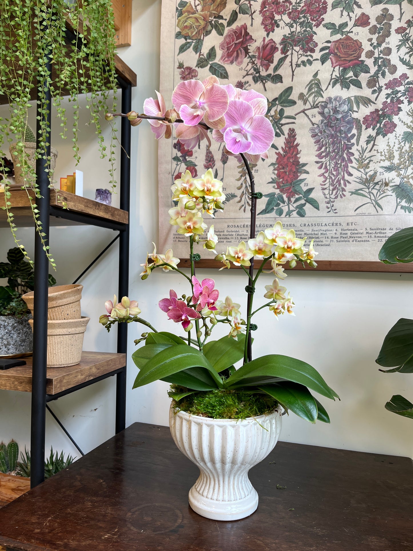 蘭庭雅韻｜蝴蝶蘭花禮盆栽