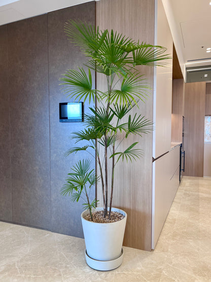 細葉棕竹｜大型室內植栽・比利時Ecopots環保盆＋滾輪底盤（林口/龜山含運）