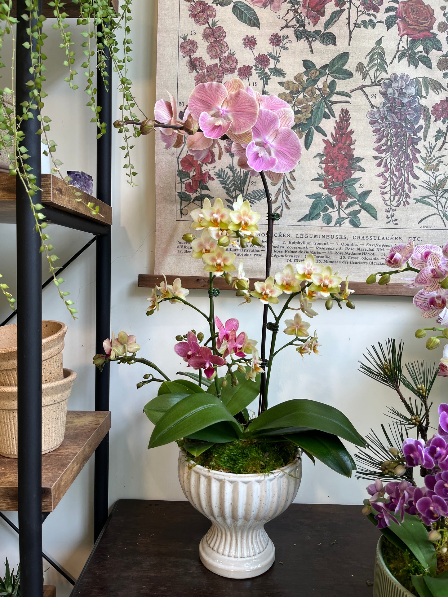 蘭庭雅韻｜蝴蝶蘭花禮盆栽