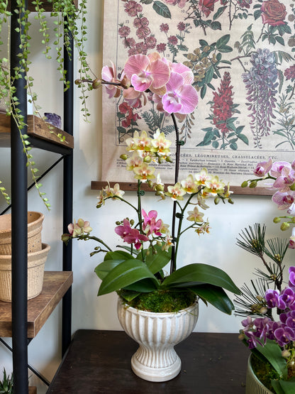 蘭庭雅韻｜蝴蝶蘭花禮盆栽