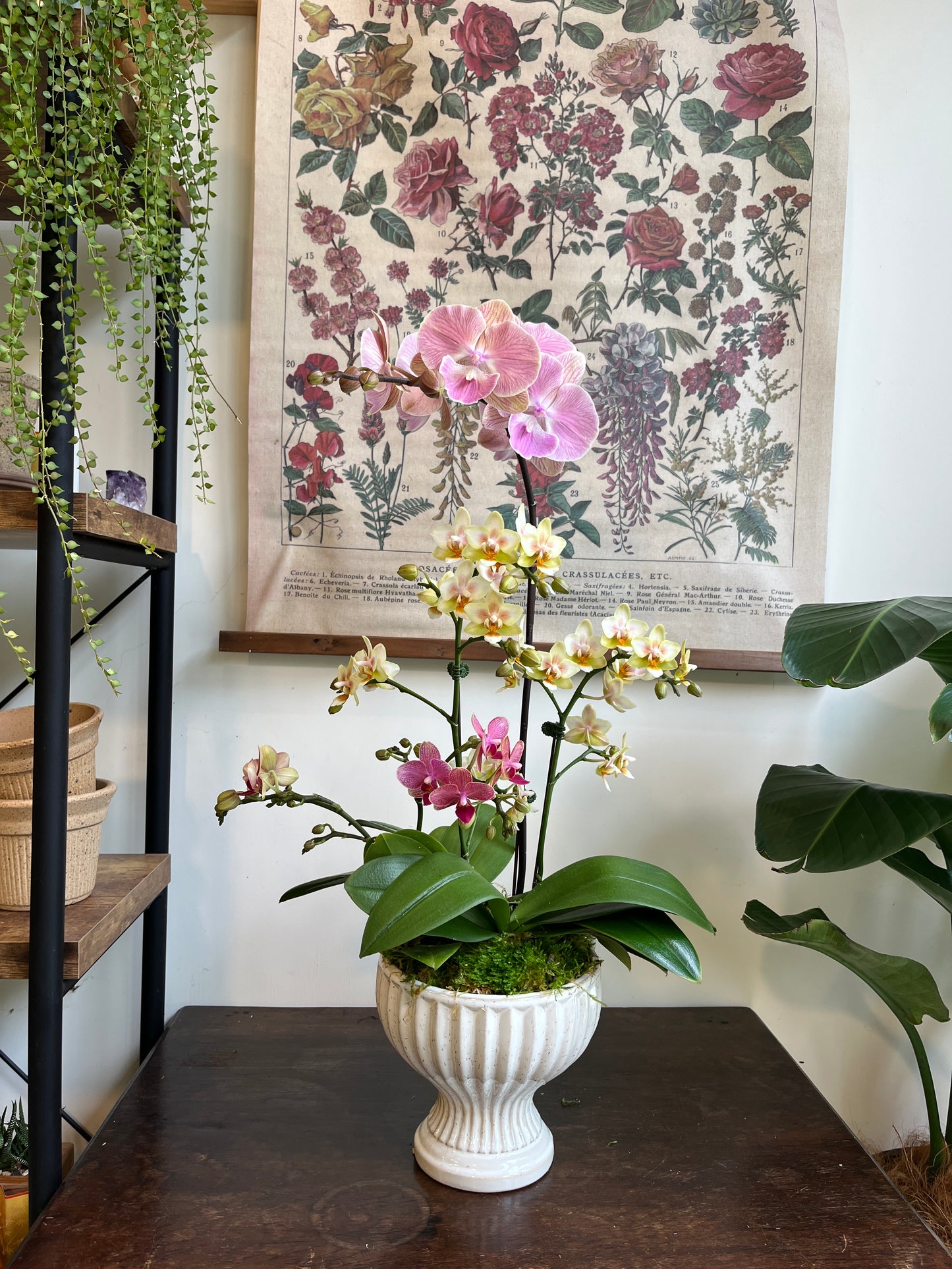 蘭庭雅韻｜蝴蝶蘭花禮盆栽