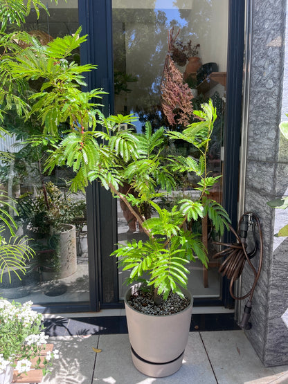 小豆樹(150-160公分)｜落地室內植栽・比利時Ecopots環保盆＋滾輪底盤（林口/龜山含運）