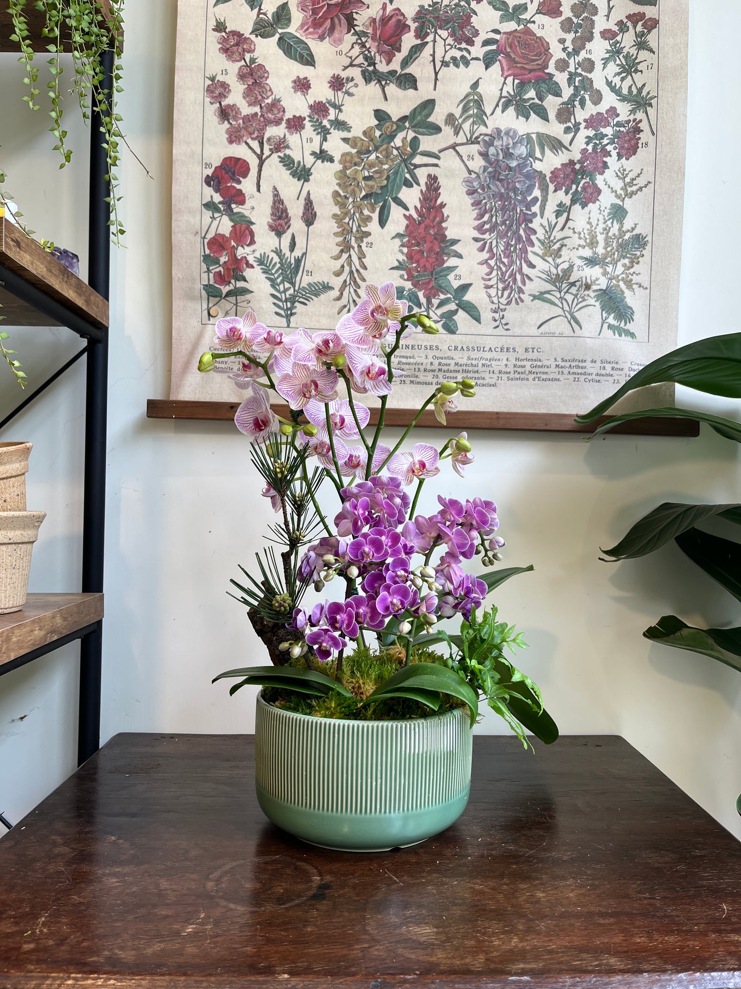 松影蘭庭｜蝴蝶蘭花禮盆栽