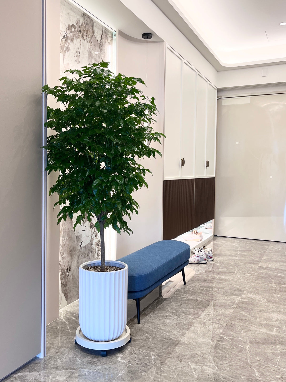 旺旺樹｜大型室內植栽・質感盆器＋滾輪底盤（林口/龜山含運）