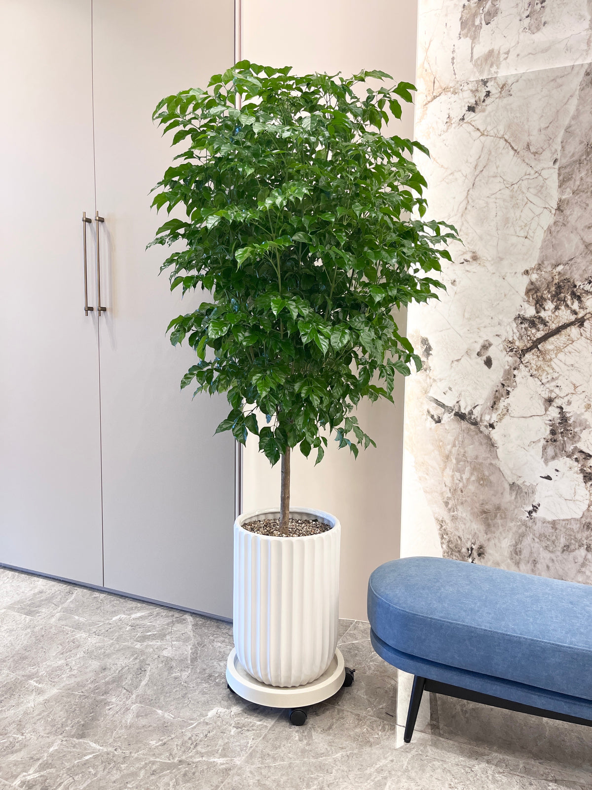 旺旺樹｜大型室內植栽・質感盆器＋滾輪底盤（林口/龜山含運）