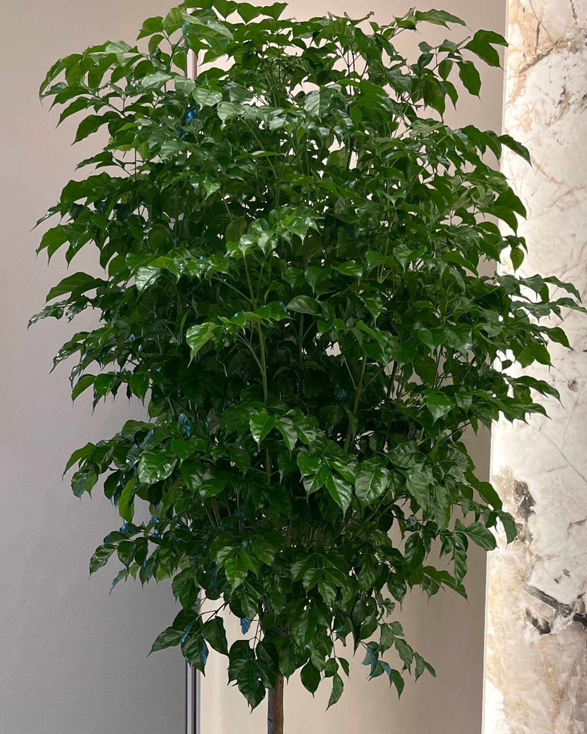 旺旺樹｜大型室內植栽・質感盆器＋滾輪底盤（林口/龜山含運）