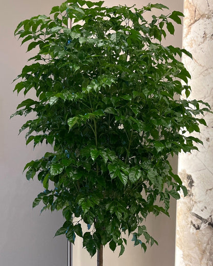 旺旺樹｜大型室內植栽・質感盆器＋滾輪底盤（林口/龜山含運）