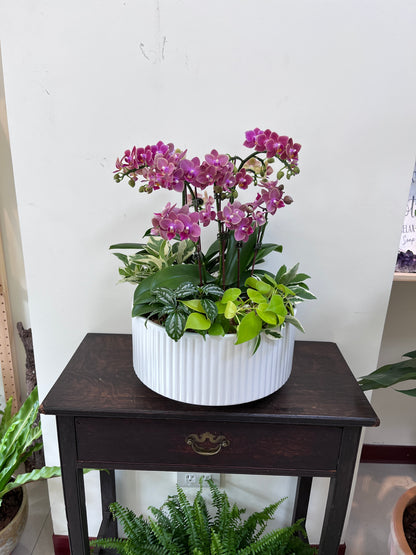 典雅蘭花花禮--蘭花組合盆栽(深粉/小花瓣)