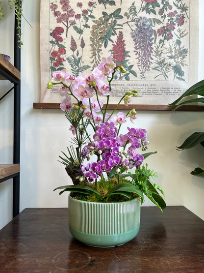 松影蘭庭｜蝴蝶蘭花禮盆栽