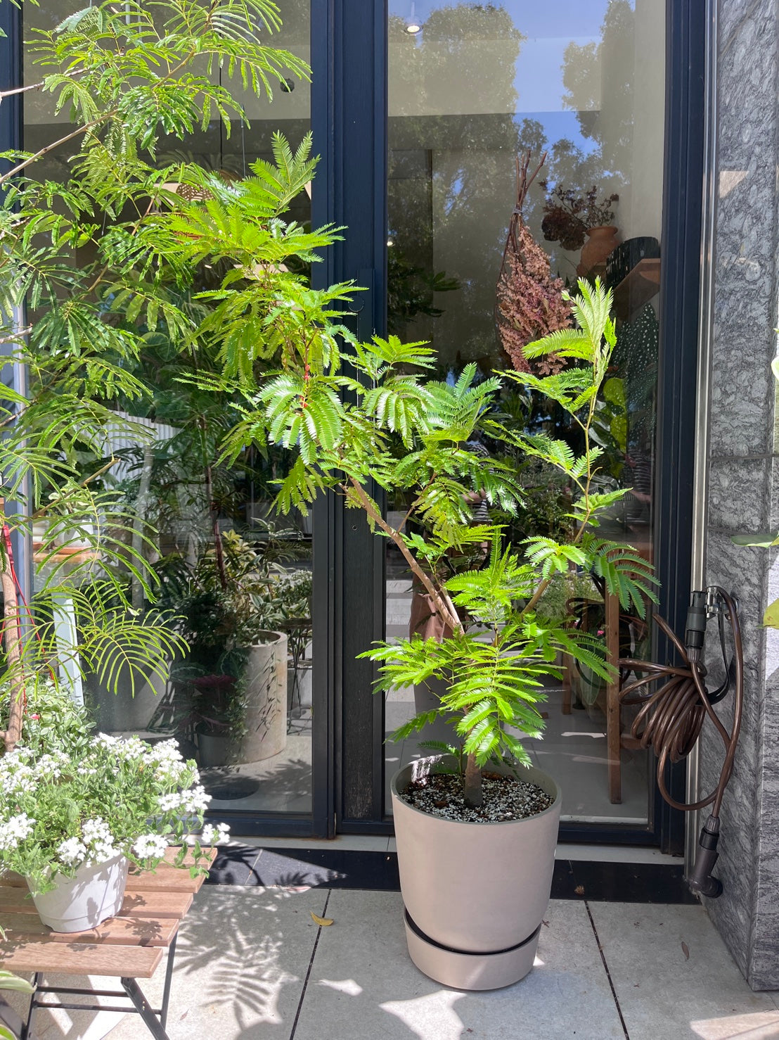 小豆樹(150-160公分)｜落地室內植栽・比利時Ecopots環保盆＋滾輪底盤（林口/龜山含運）
