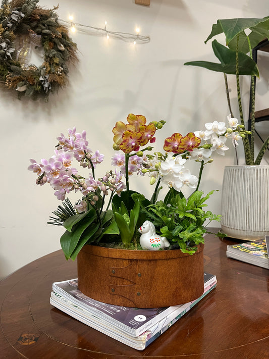 木盒花園｜蝴蝶蘭花禮盆栽