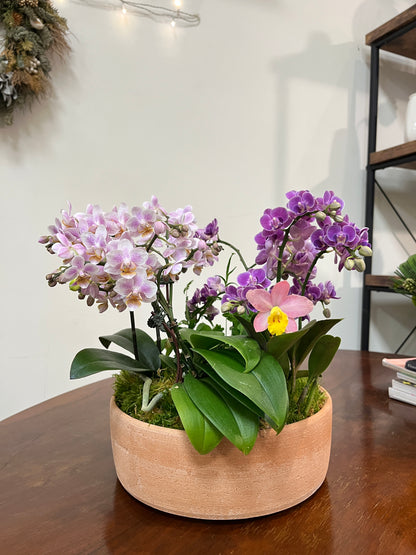 花園盛開｜蝴蝶蘭花禮盆栽